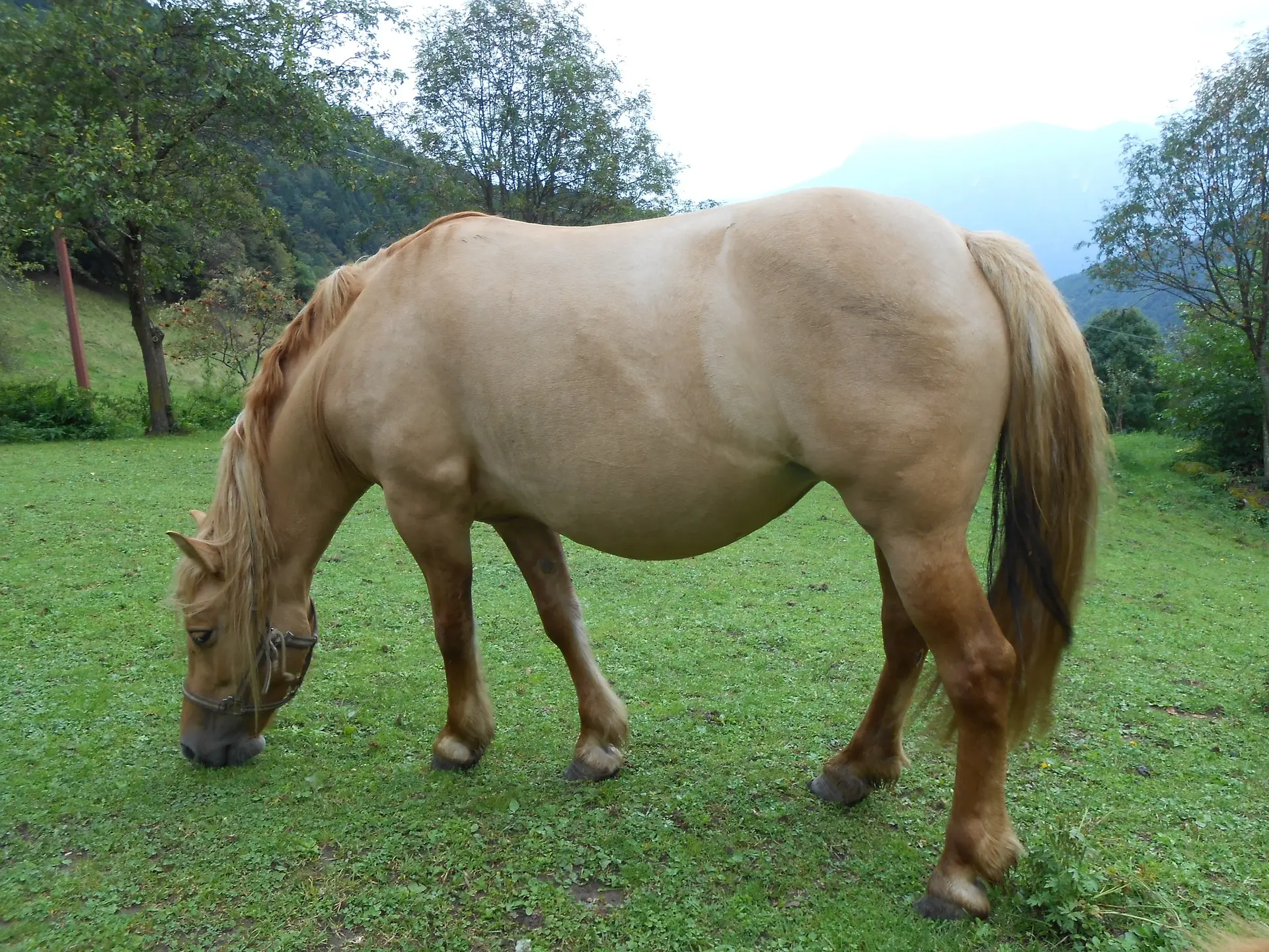 Red dun horse