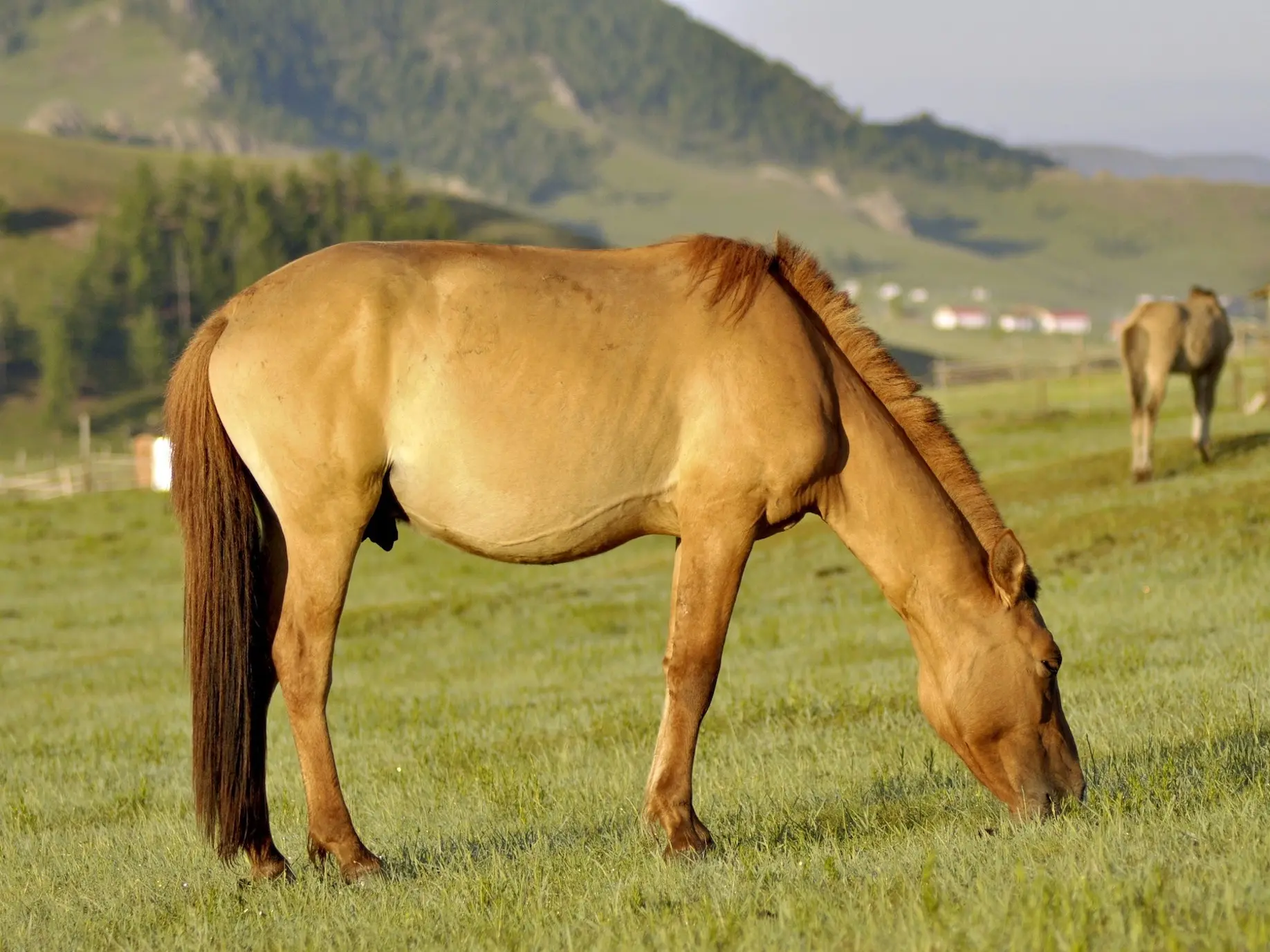 Red dun horse