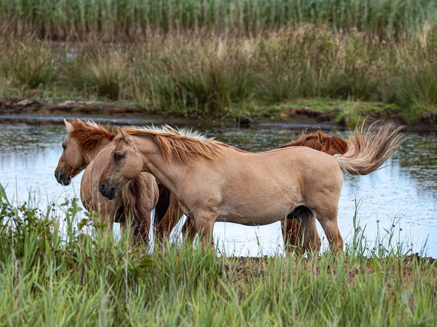 Red dun horse