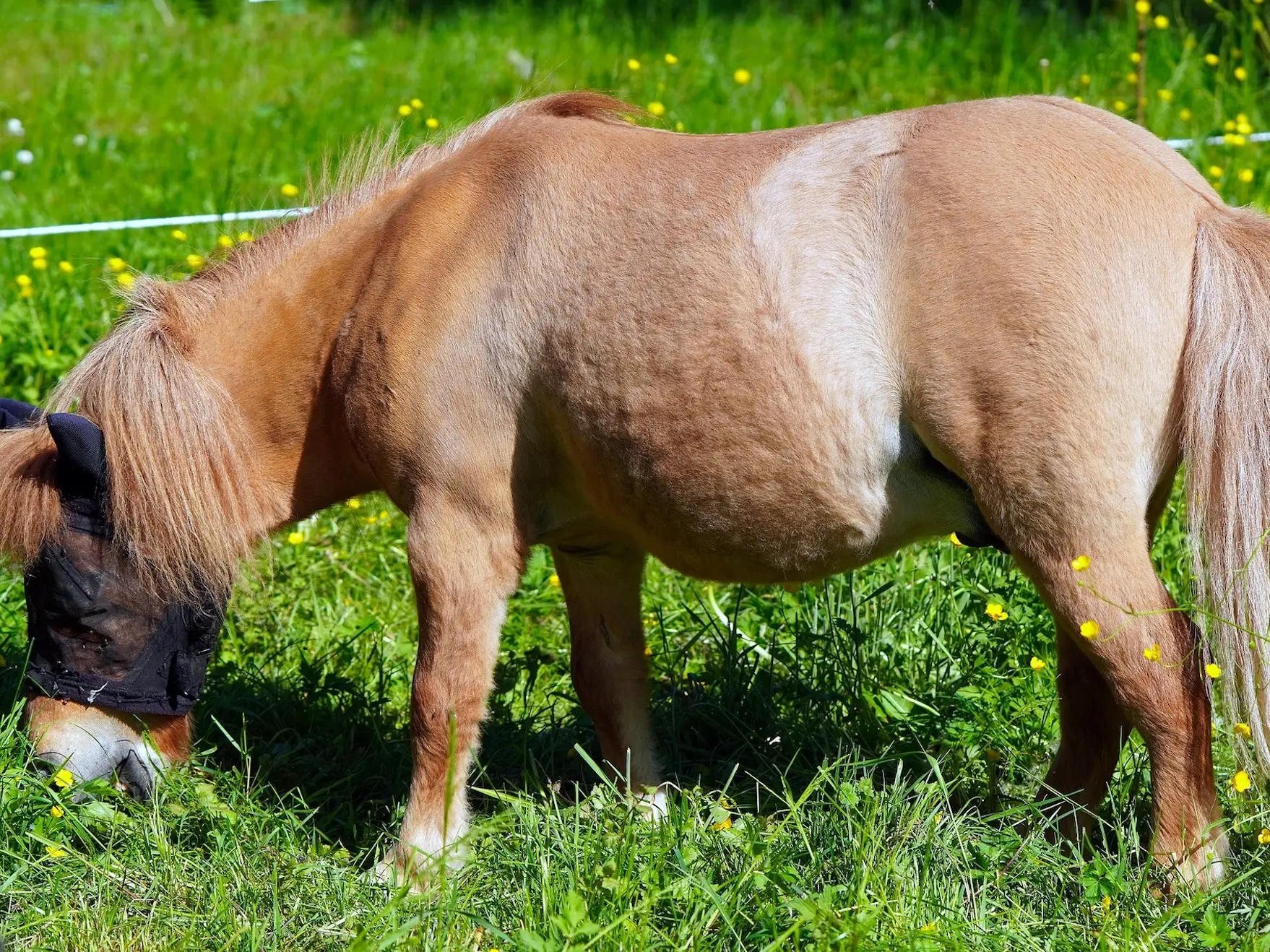 Red dun horse