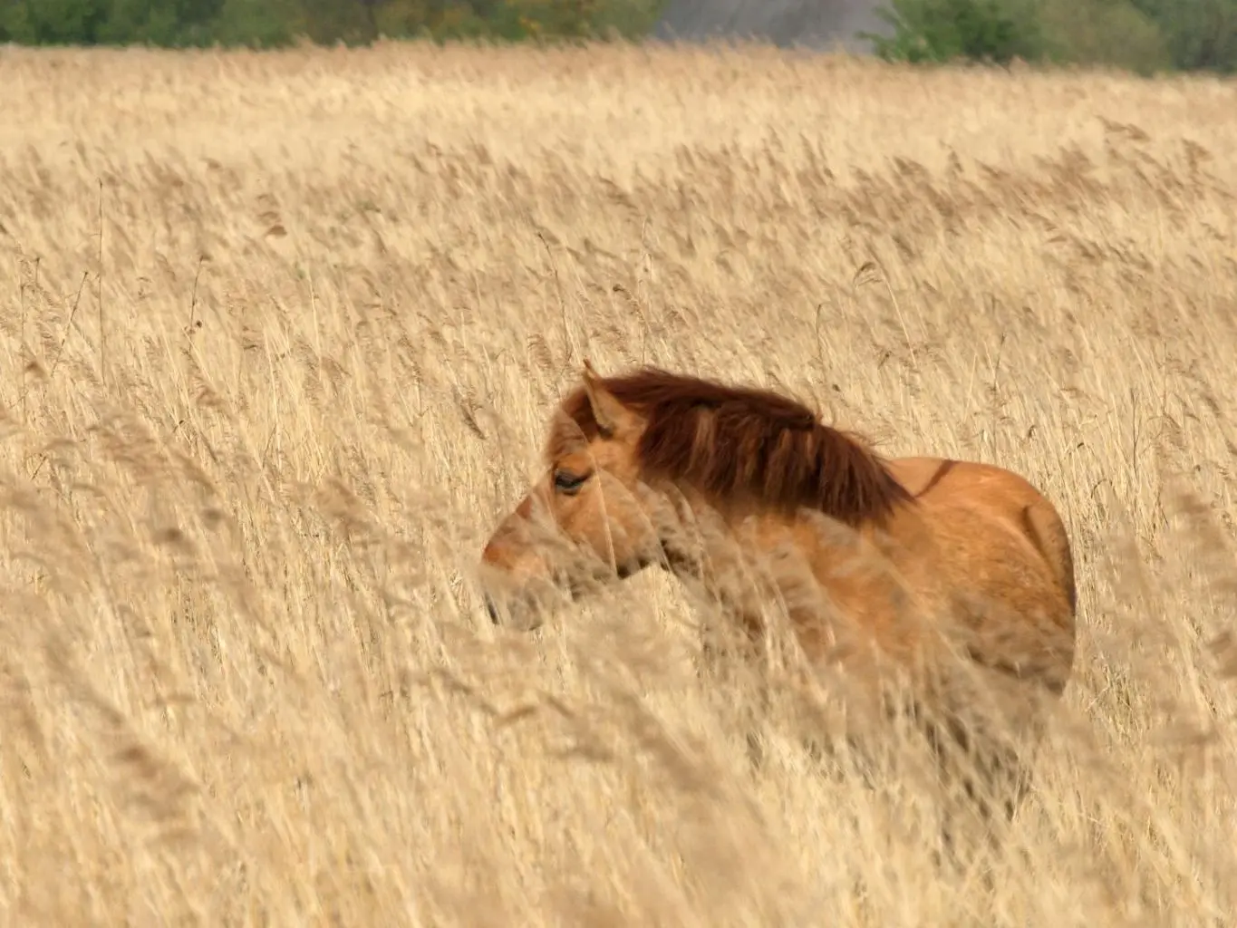 Red dun horse