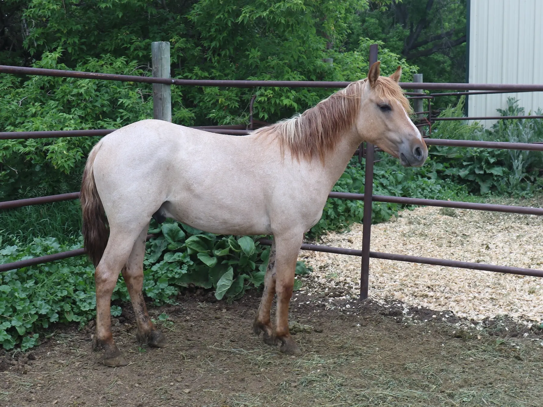 Strawberry roan horse