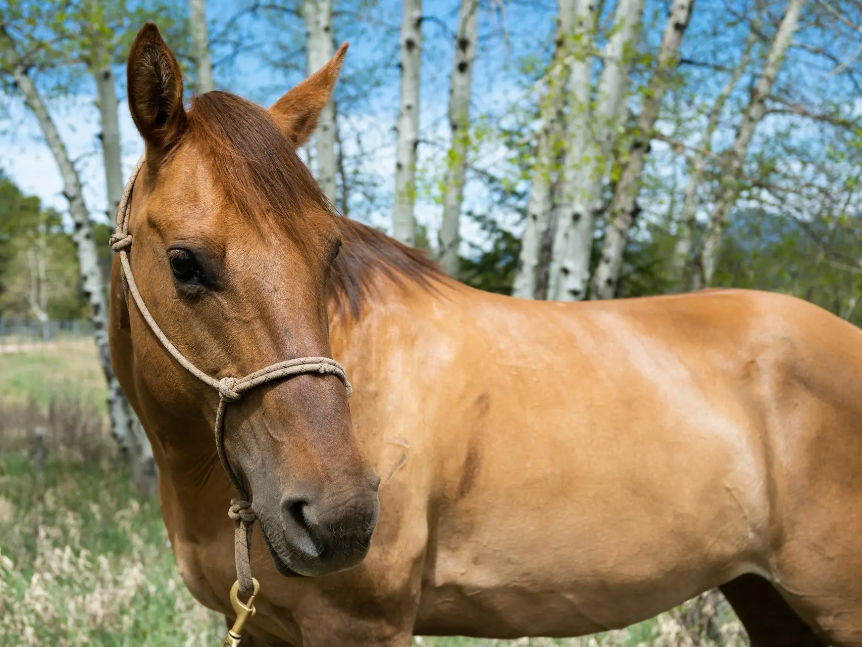 Red dun horse