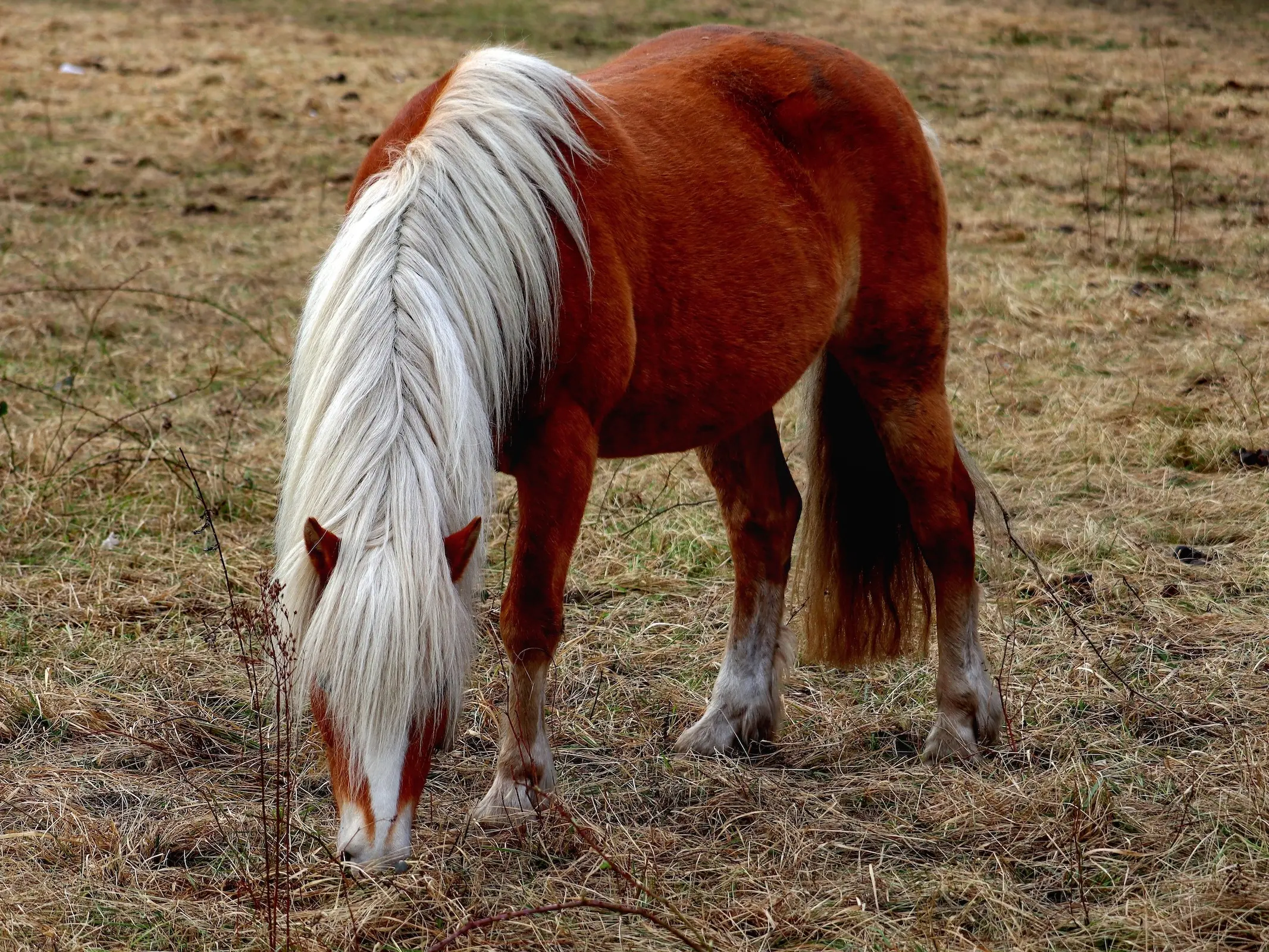 Red flaxen horse