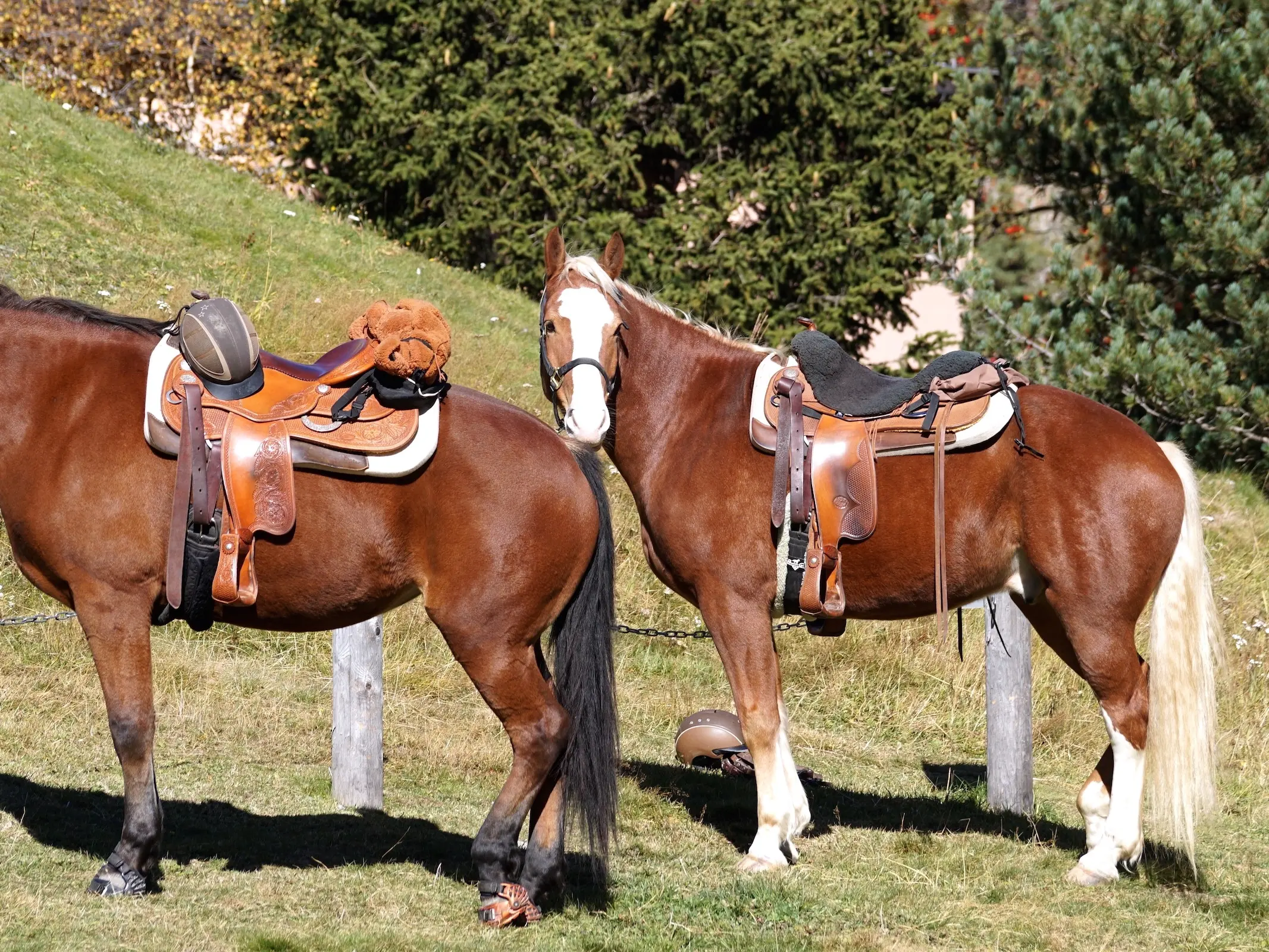 Red flaxen horse