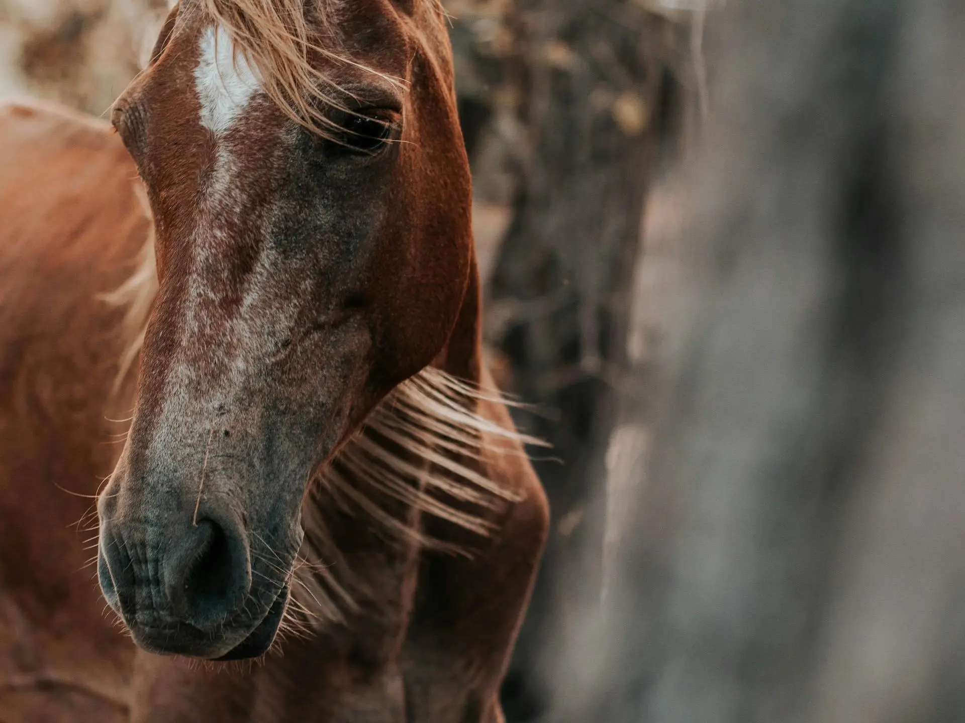 Chestnut rabicano horse