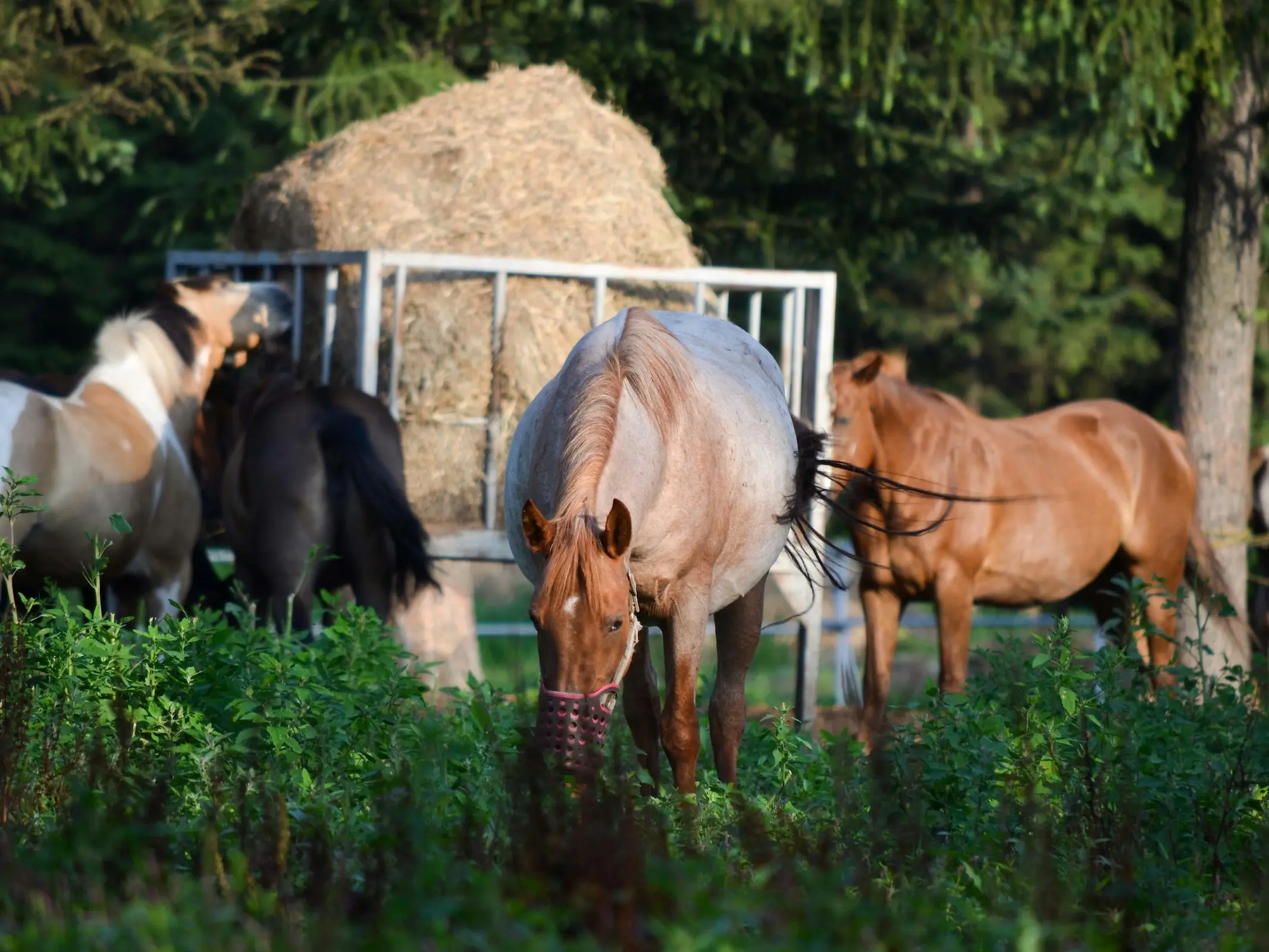 Strawberry roan horse