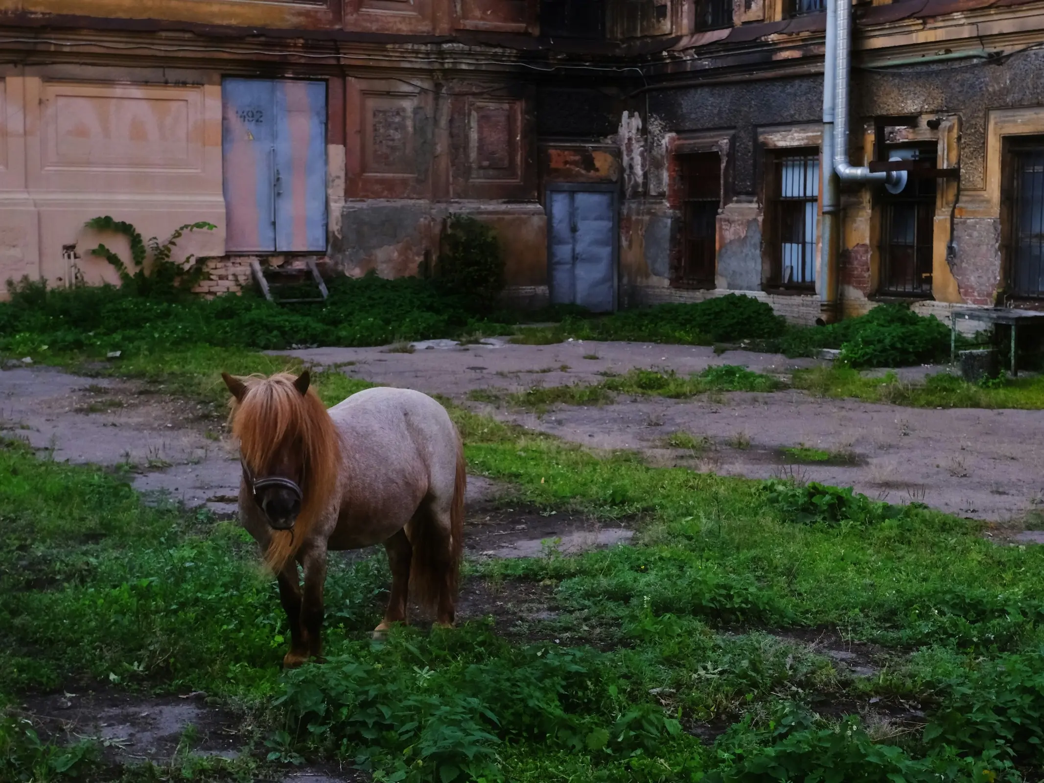 Strawberry roan horse