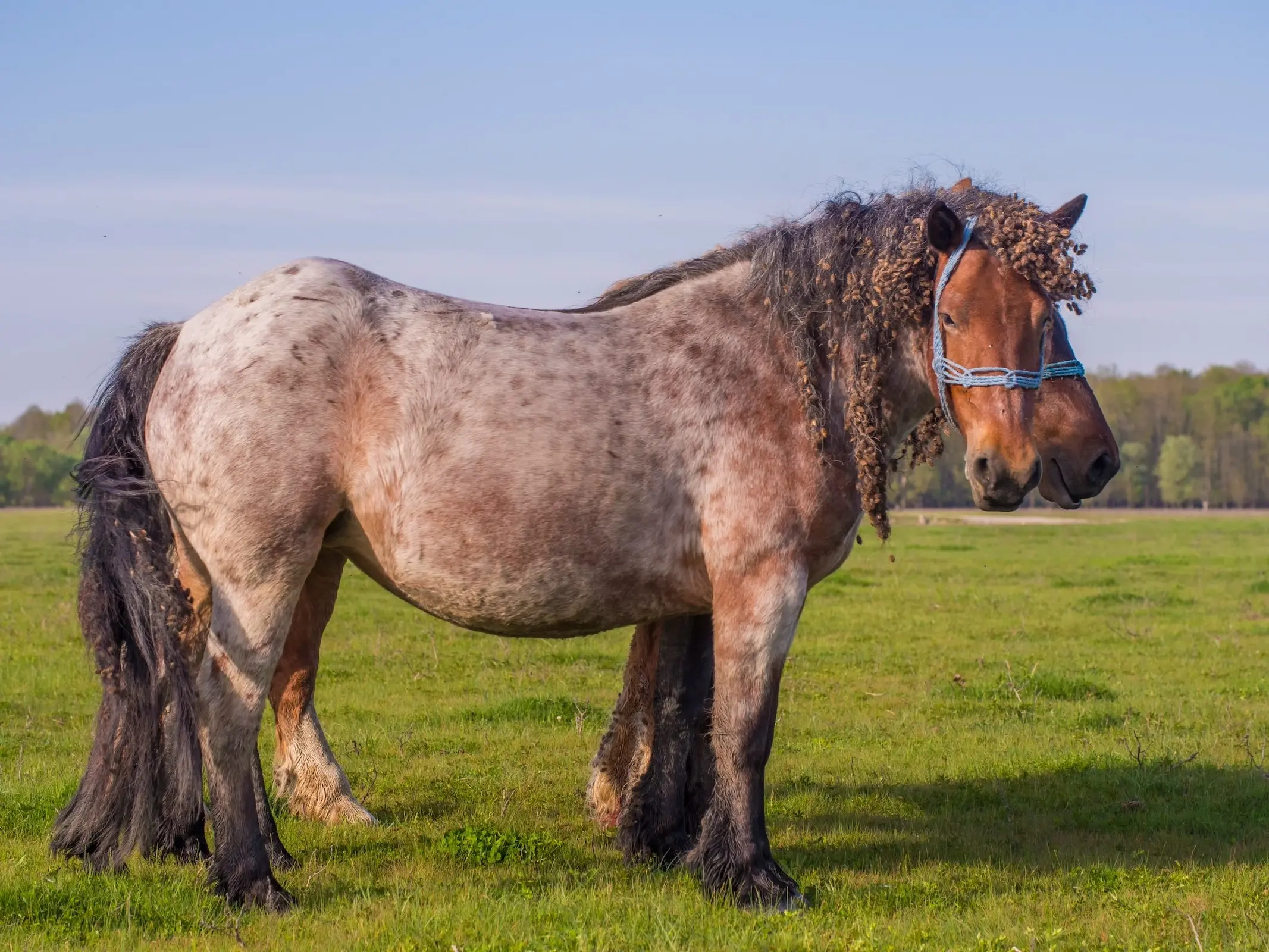 Horses with reverse dappling