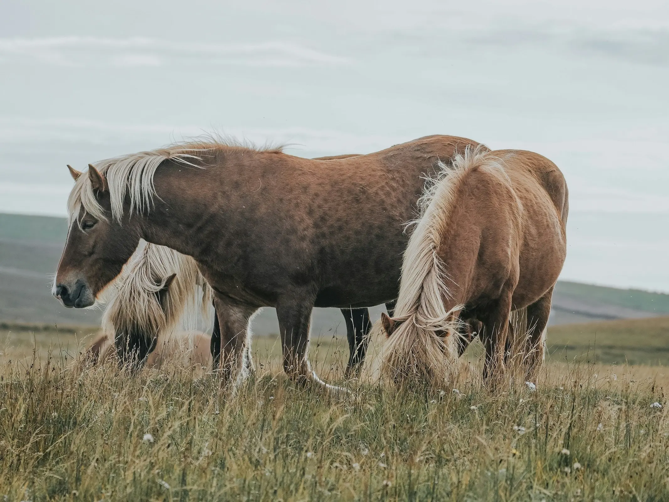 Horse with reverse dappling spots