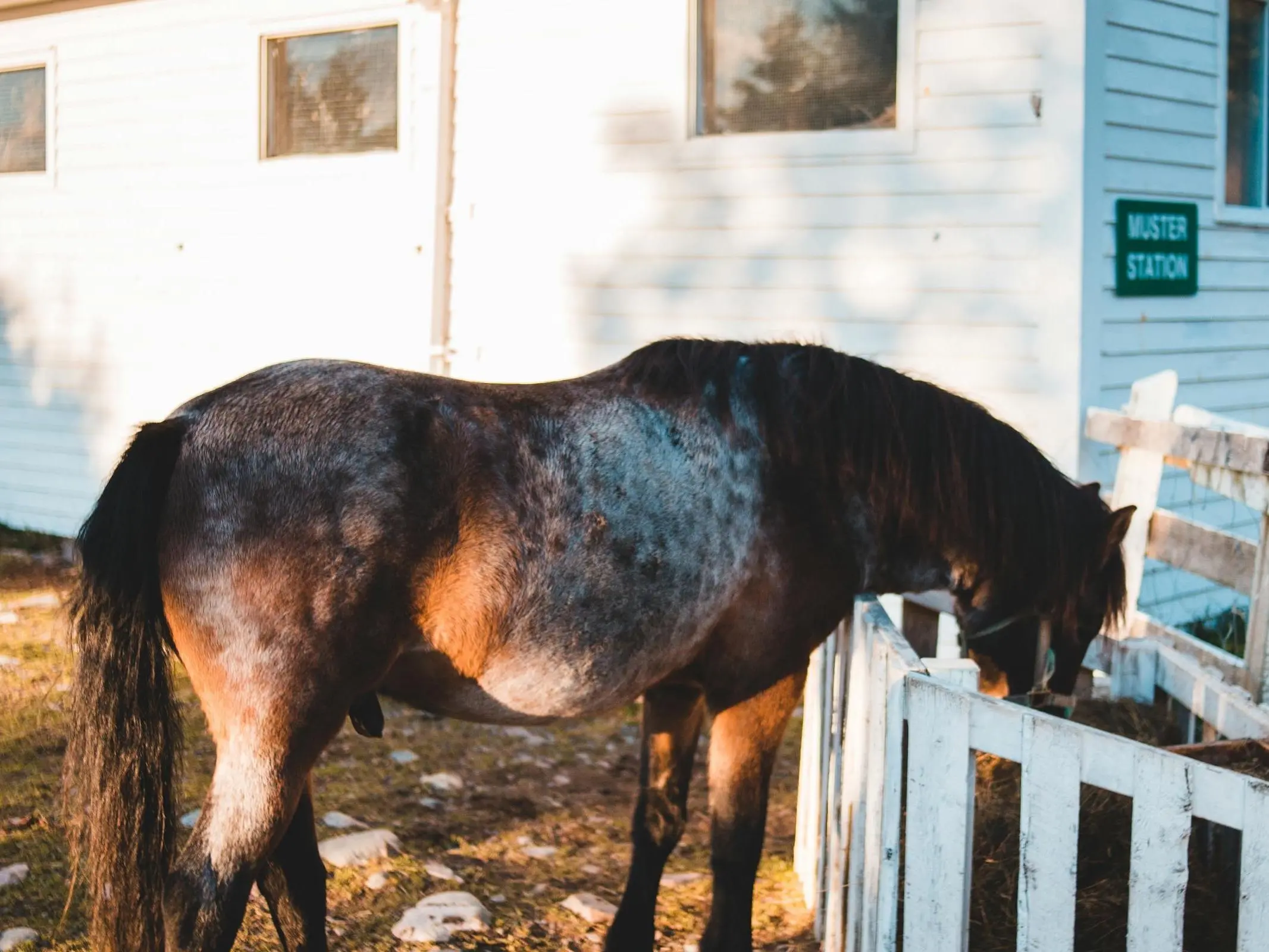 Horse with reverse dappling spots