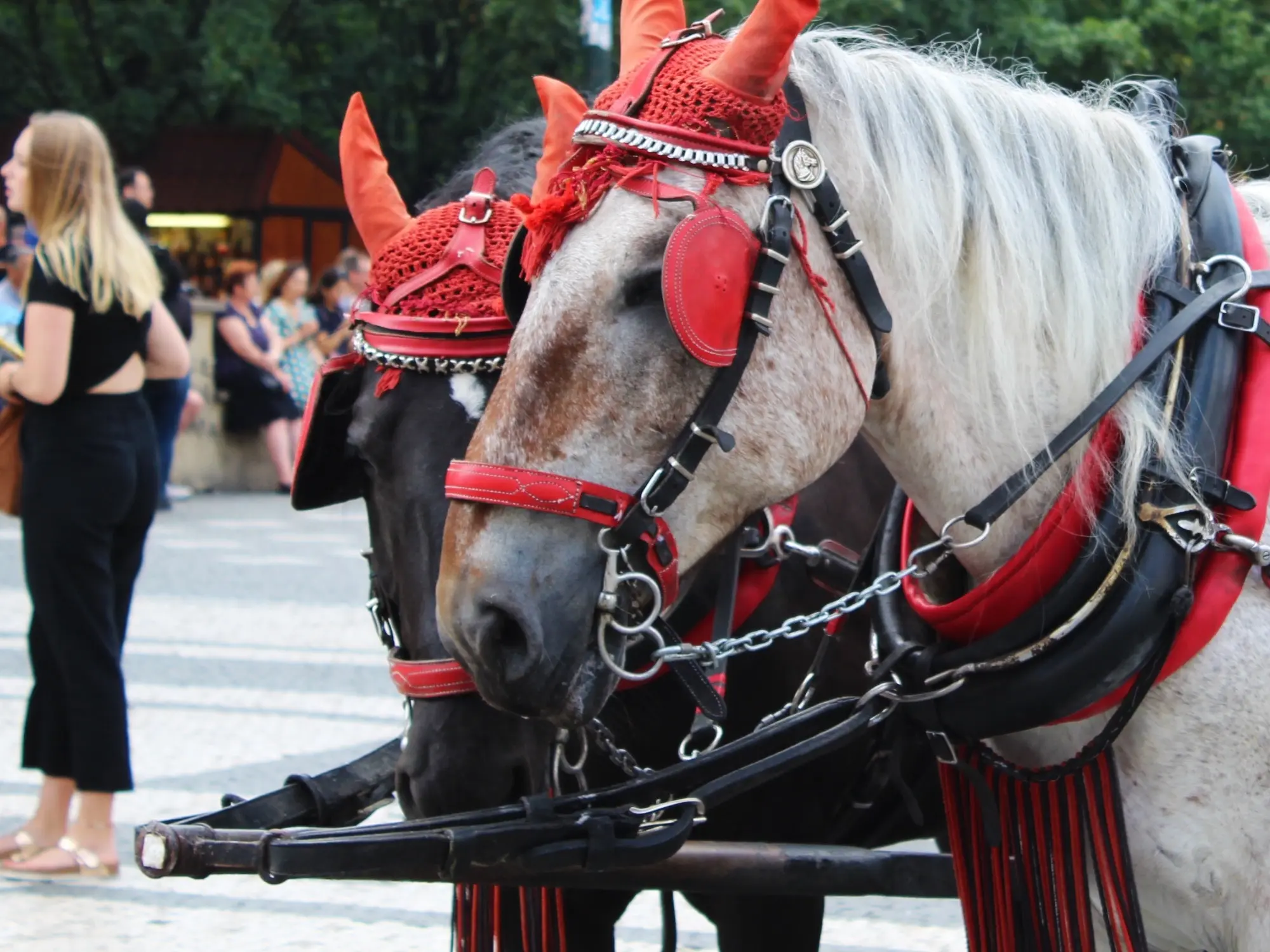 Horse with reverse face marking