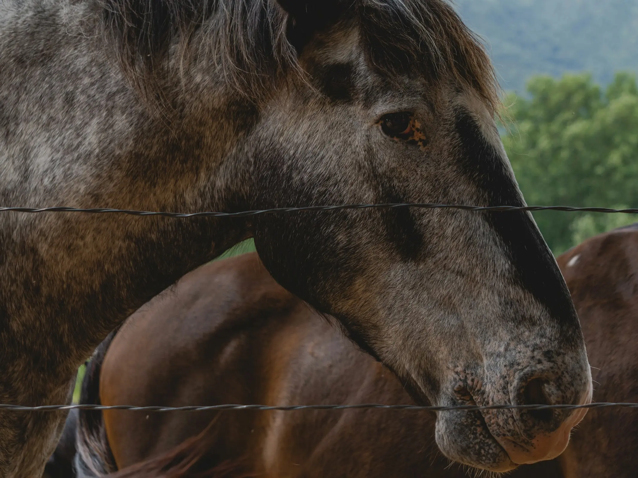 Horse with reverse face marking