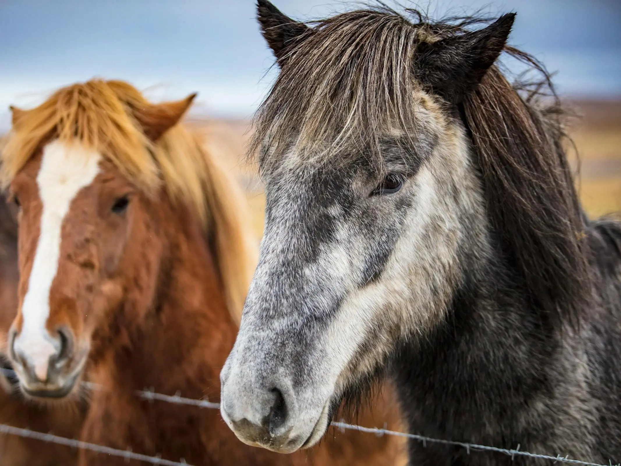 Horse with reverse face marking