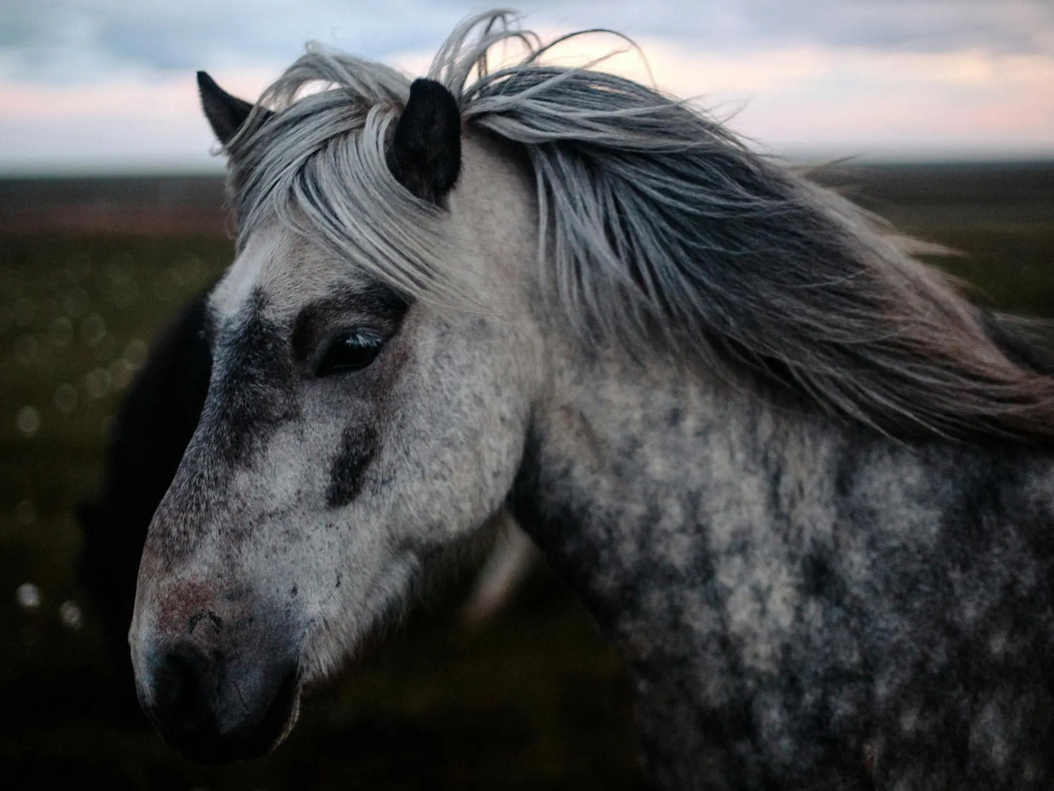 Horse with reverse face marking