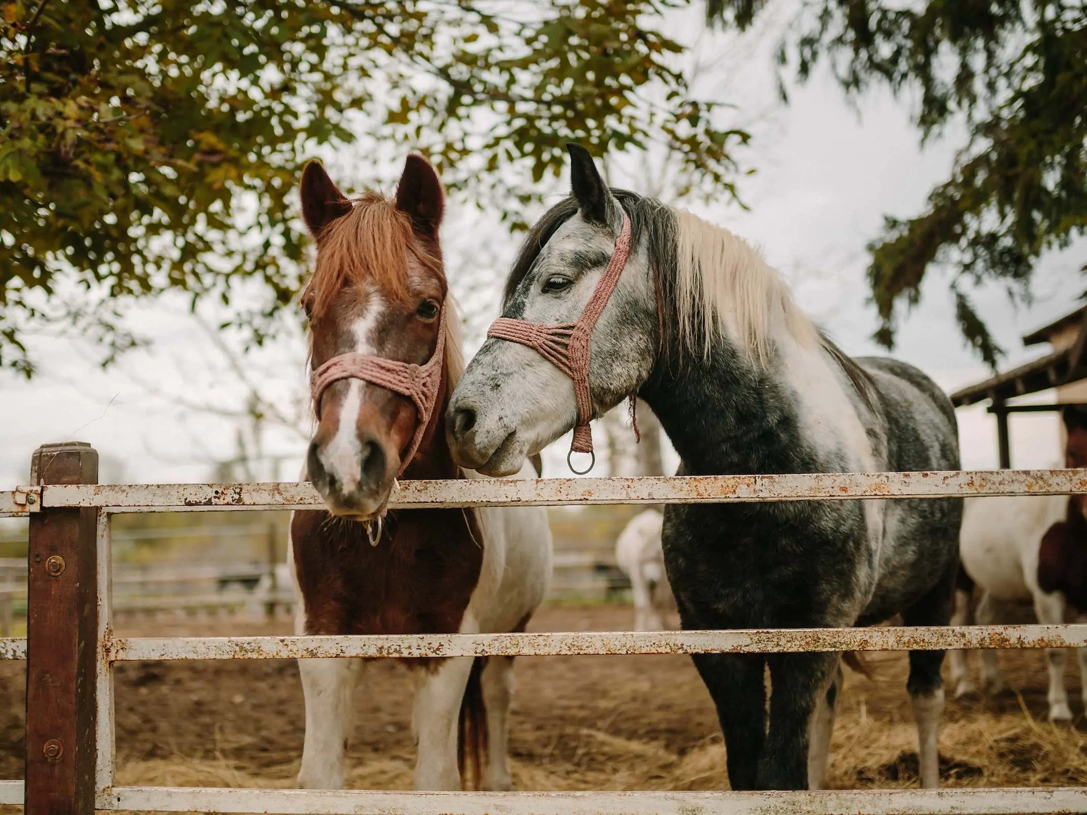 Horse with reverse face marking