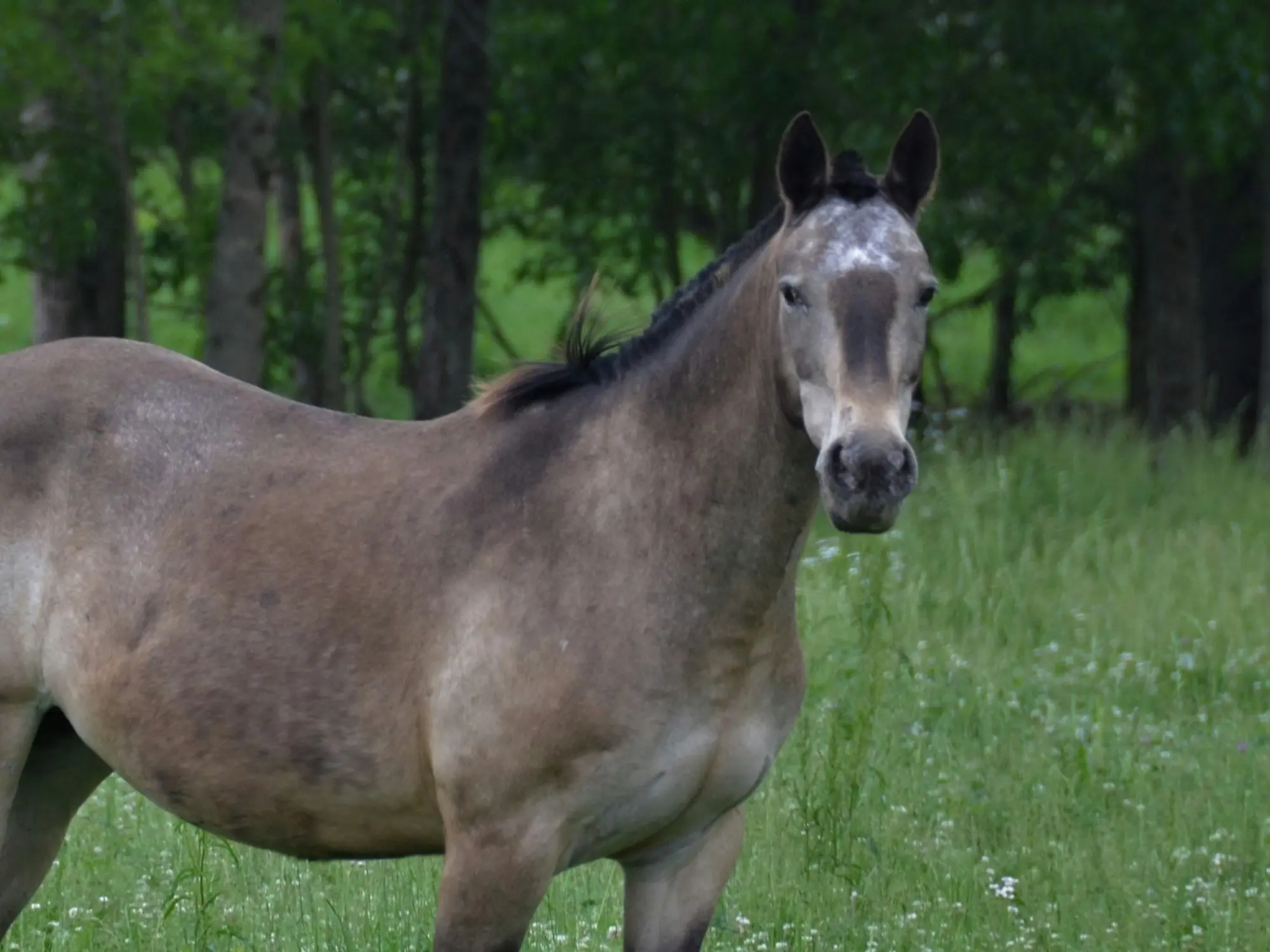 Horse with reverse face marking