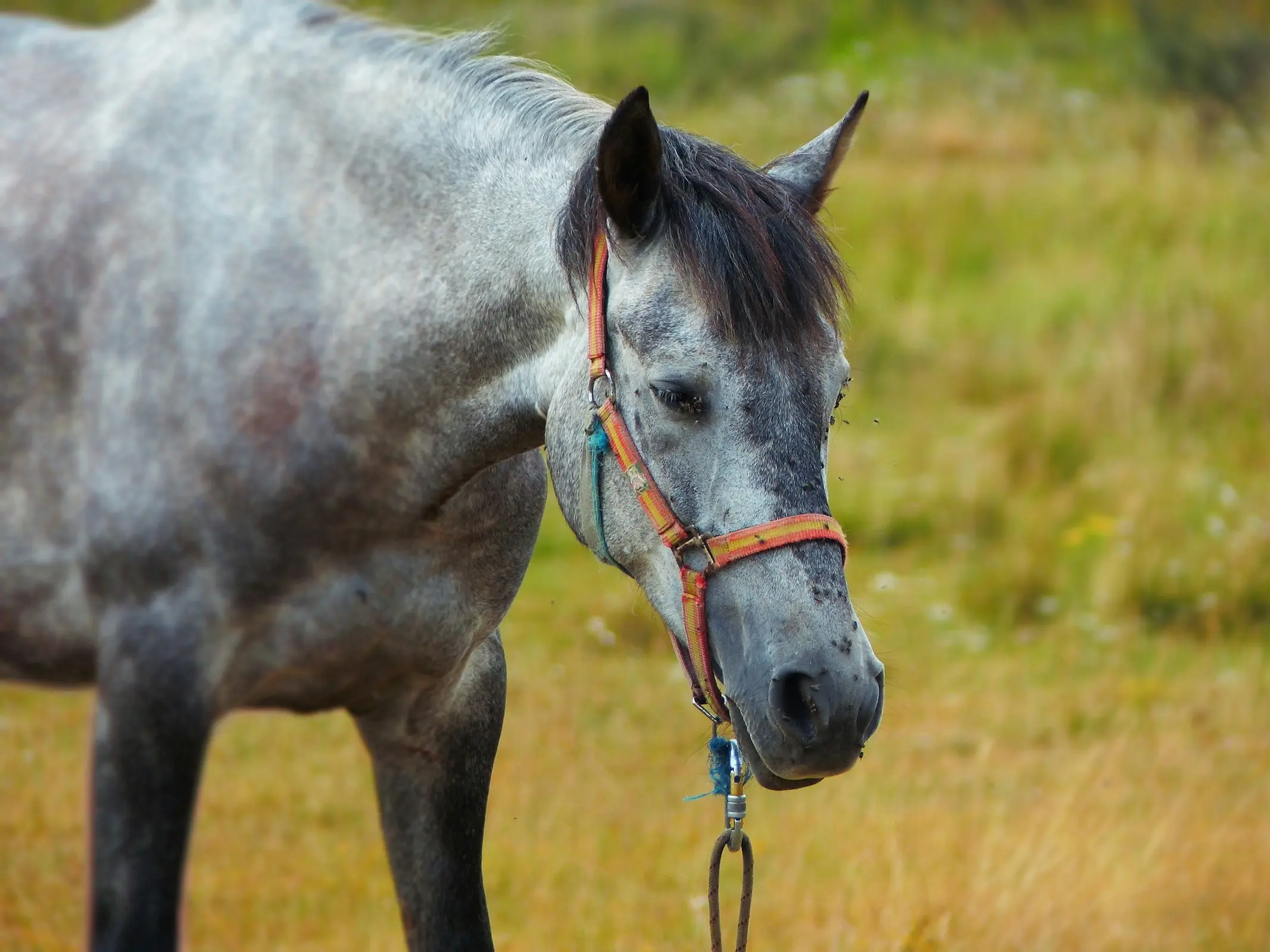 Horse with reverse face marking