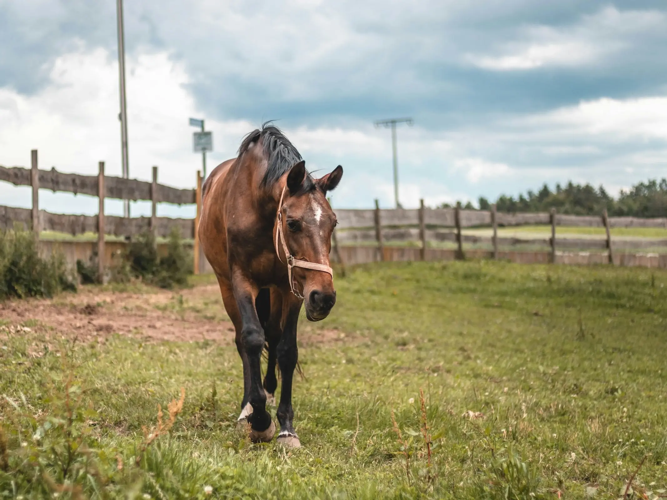 Horse