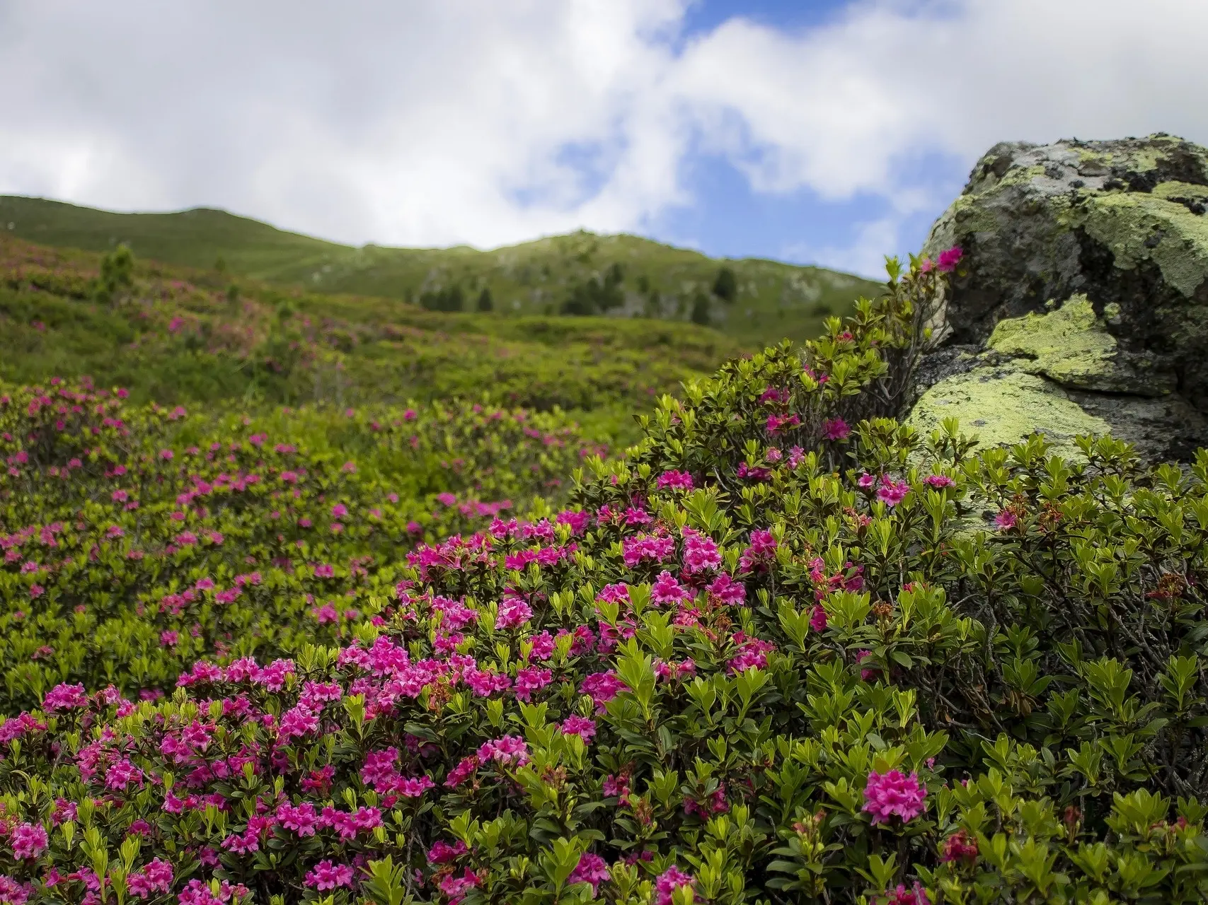 Azaleas