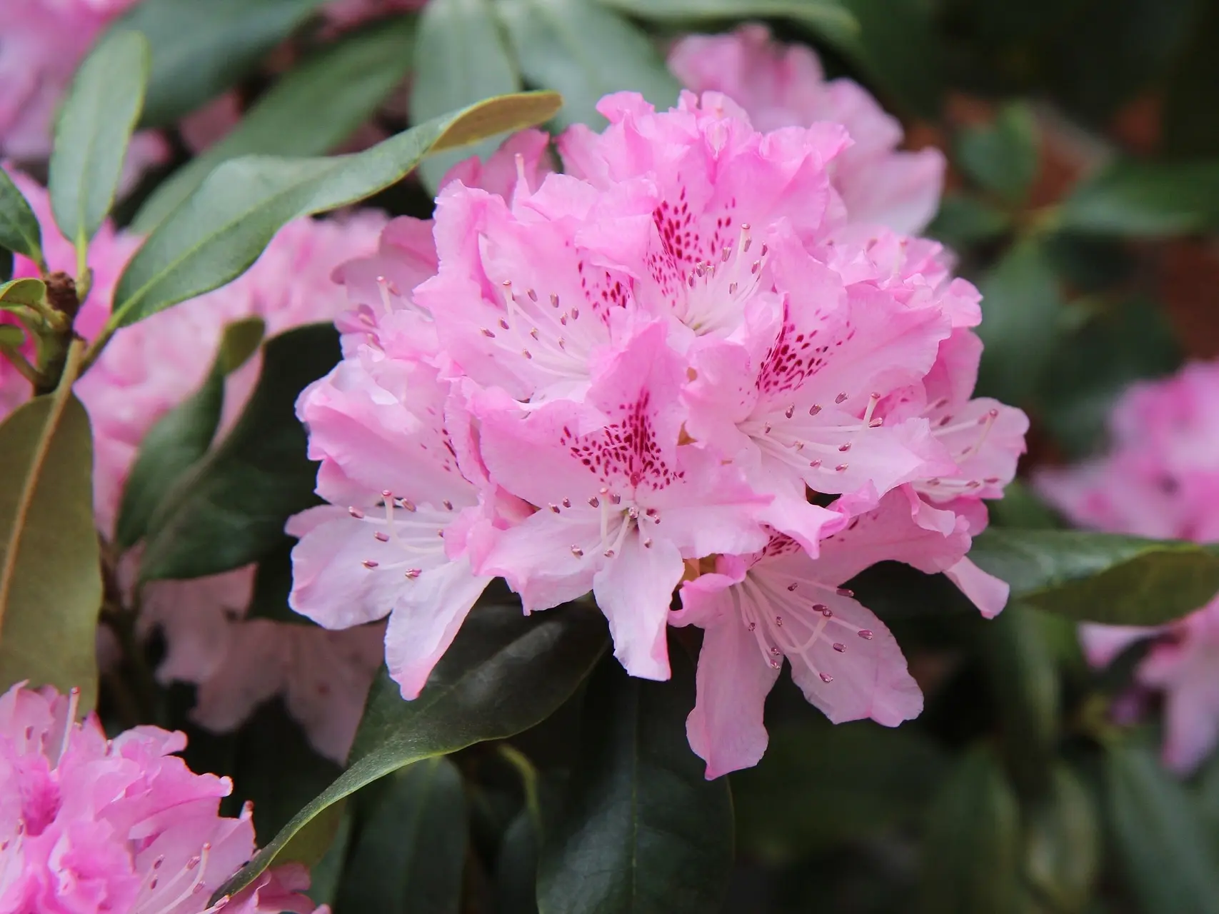 Rhododendron