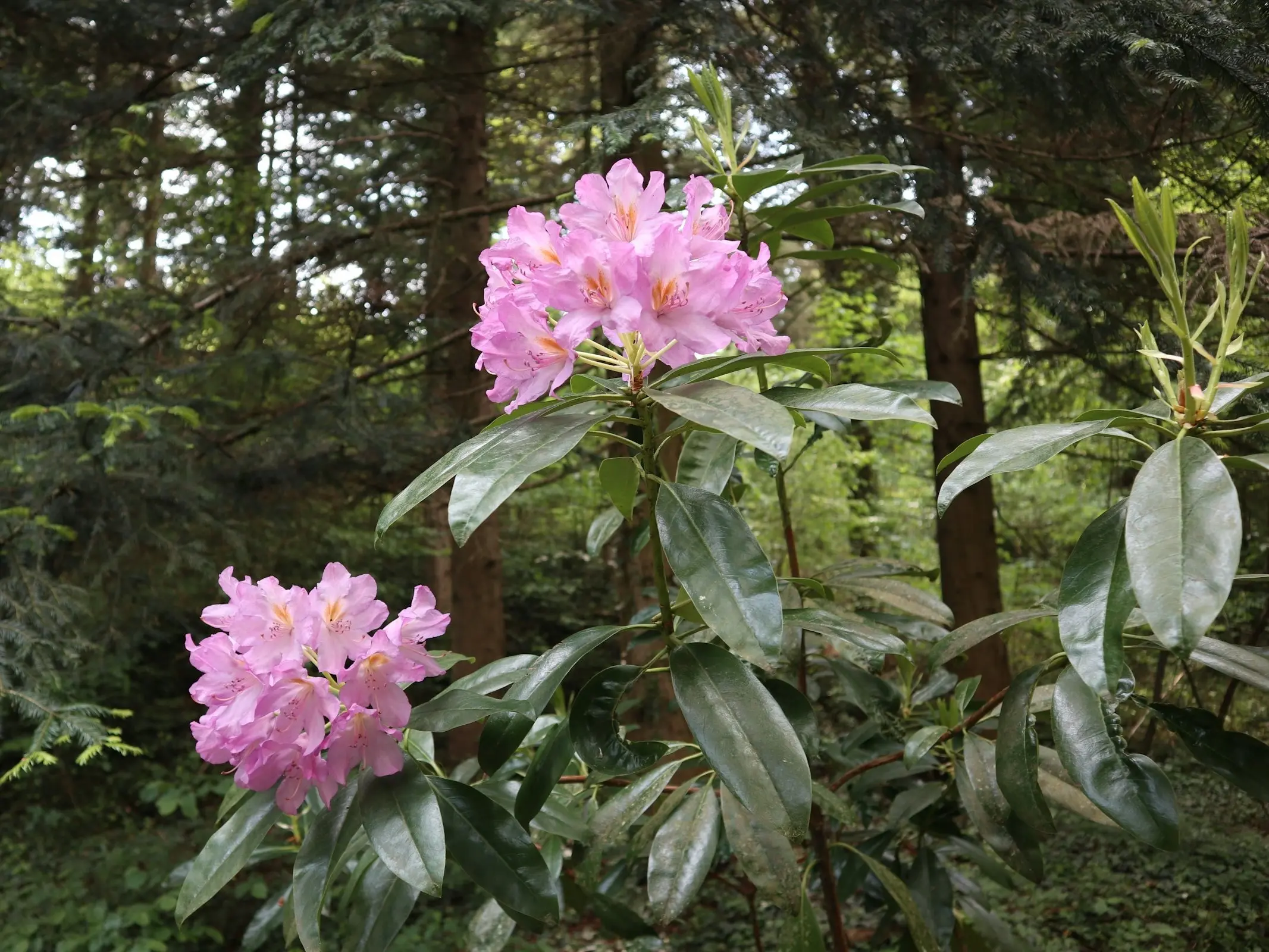 Rhododendron