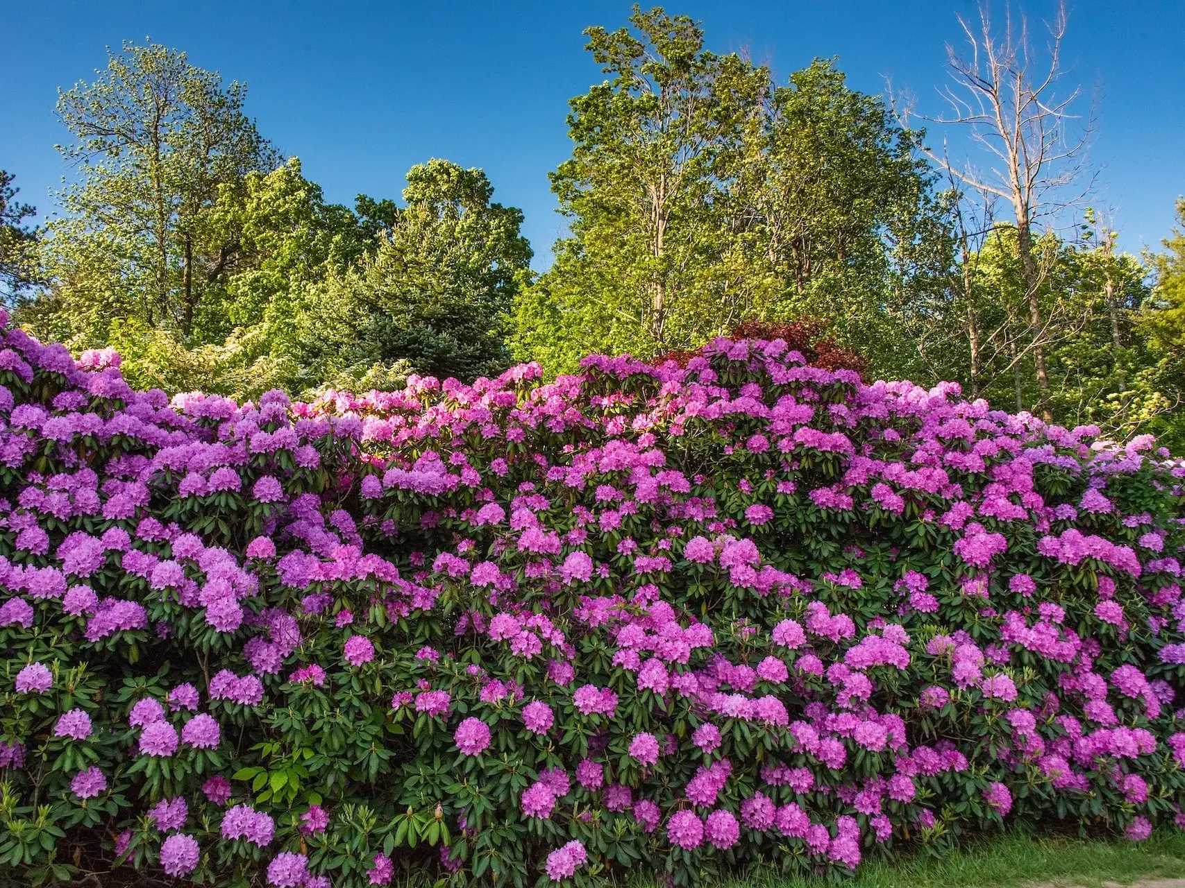 Rhododendron