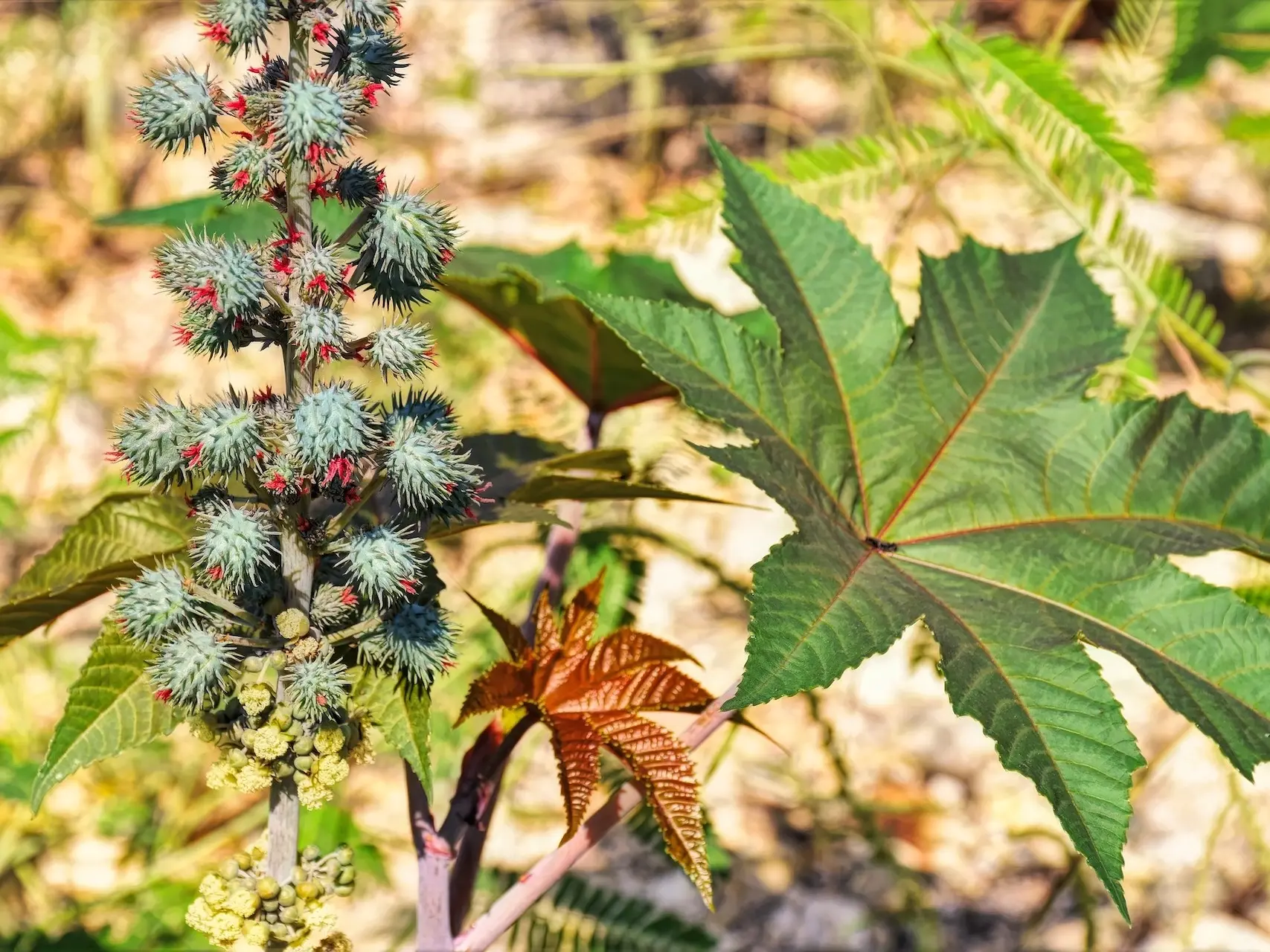 Castor Bean / Oil Plant