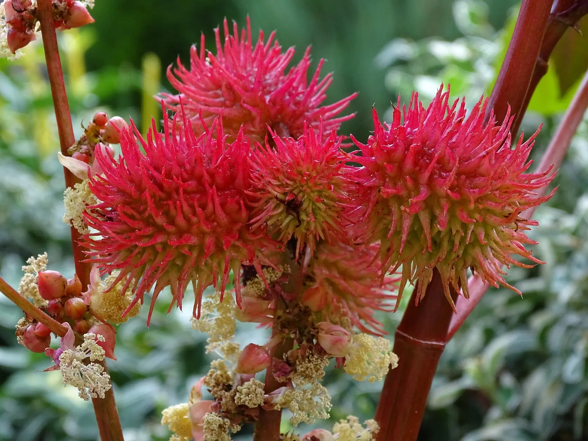 African Wonder Tree