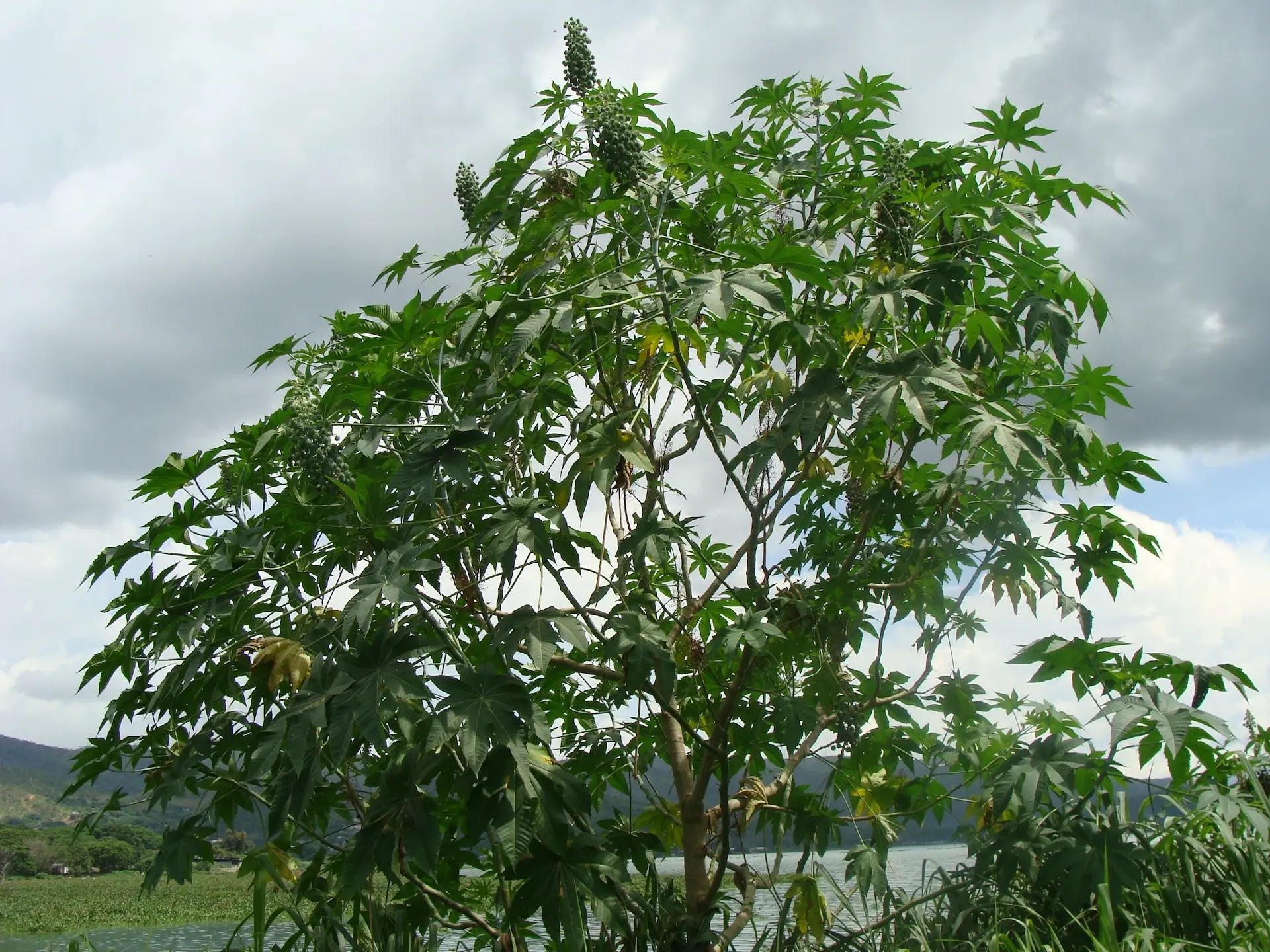 African Wonder Tree