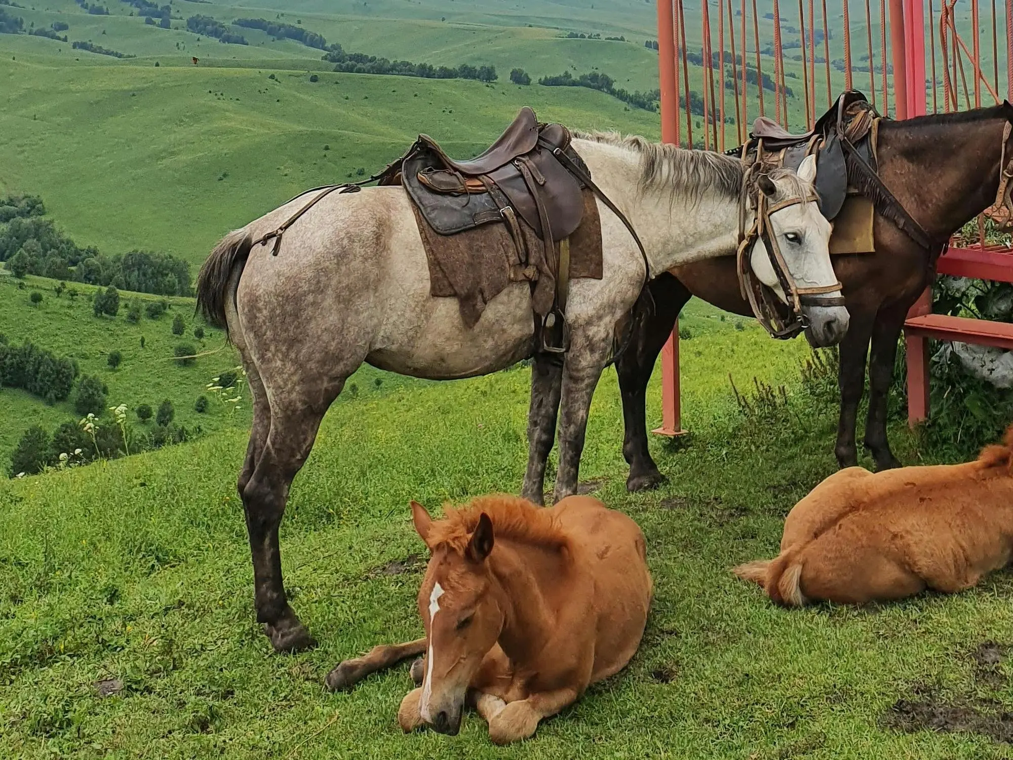 Riding Horse