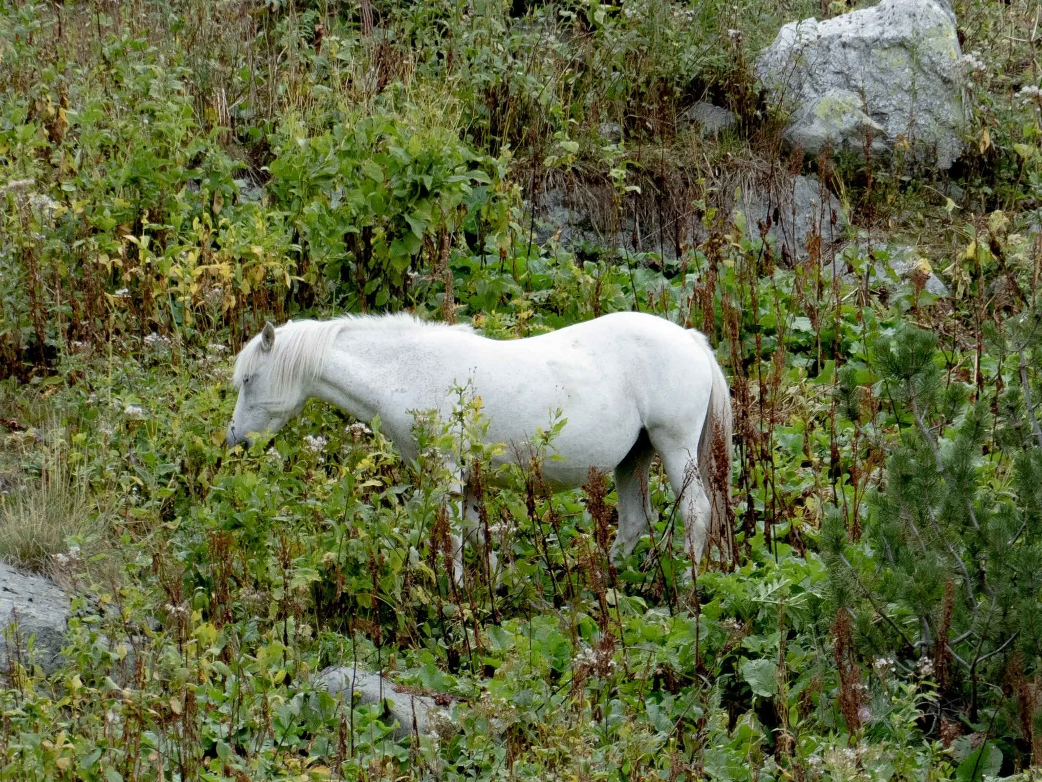 Rila Mountain Horse