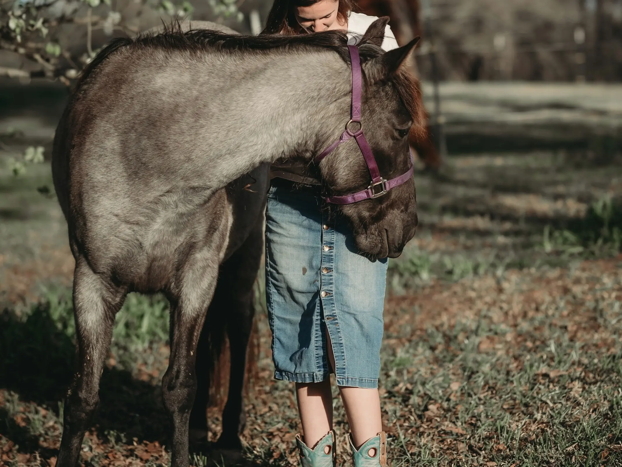 black roan horse