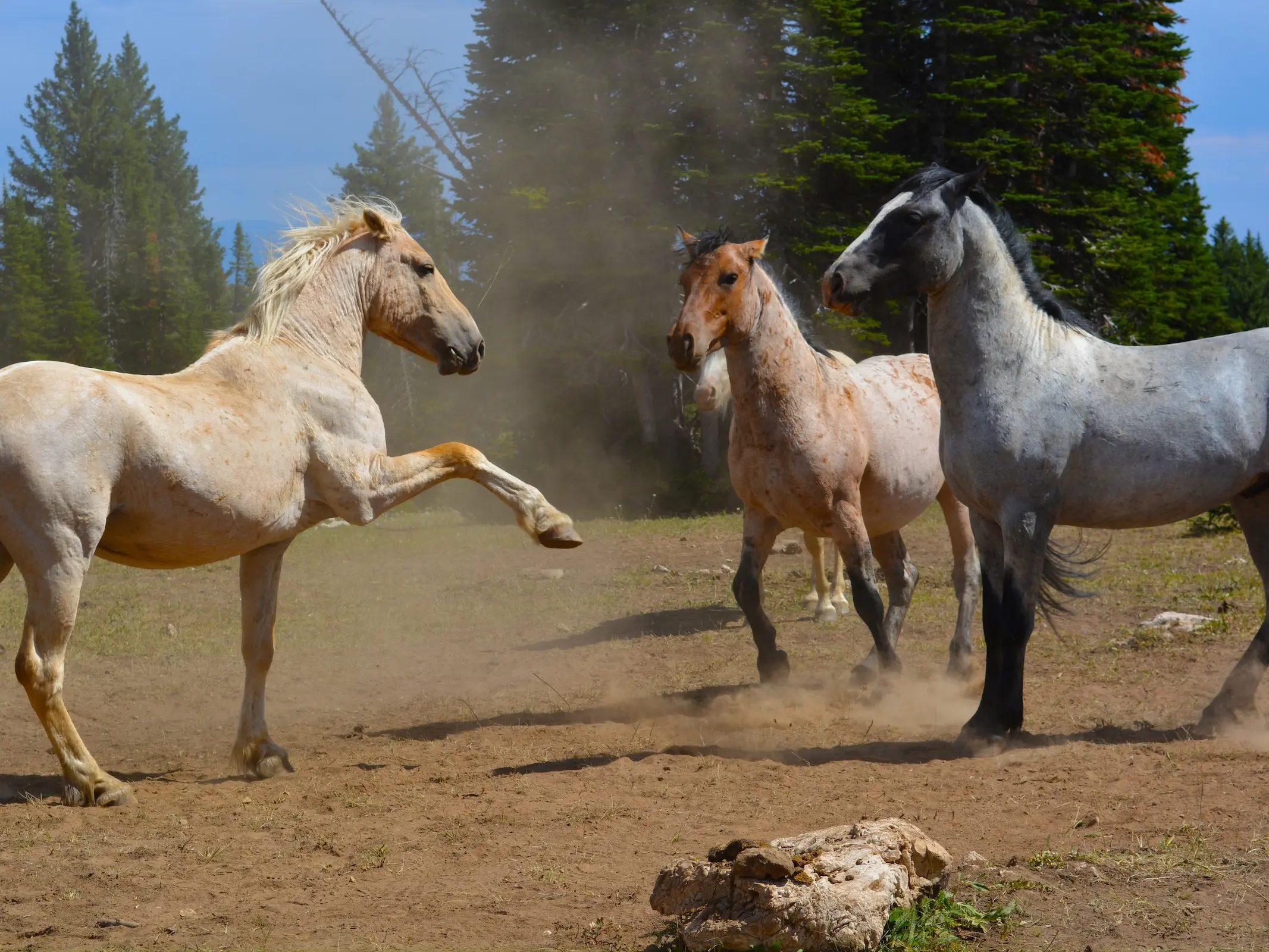 Three roan horses