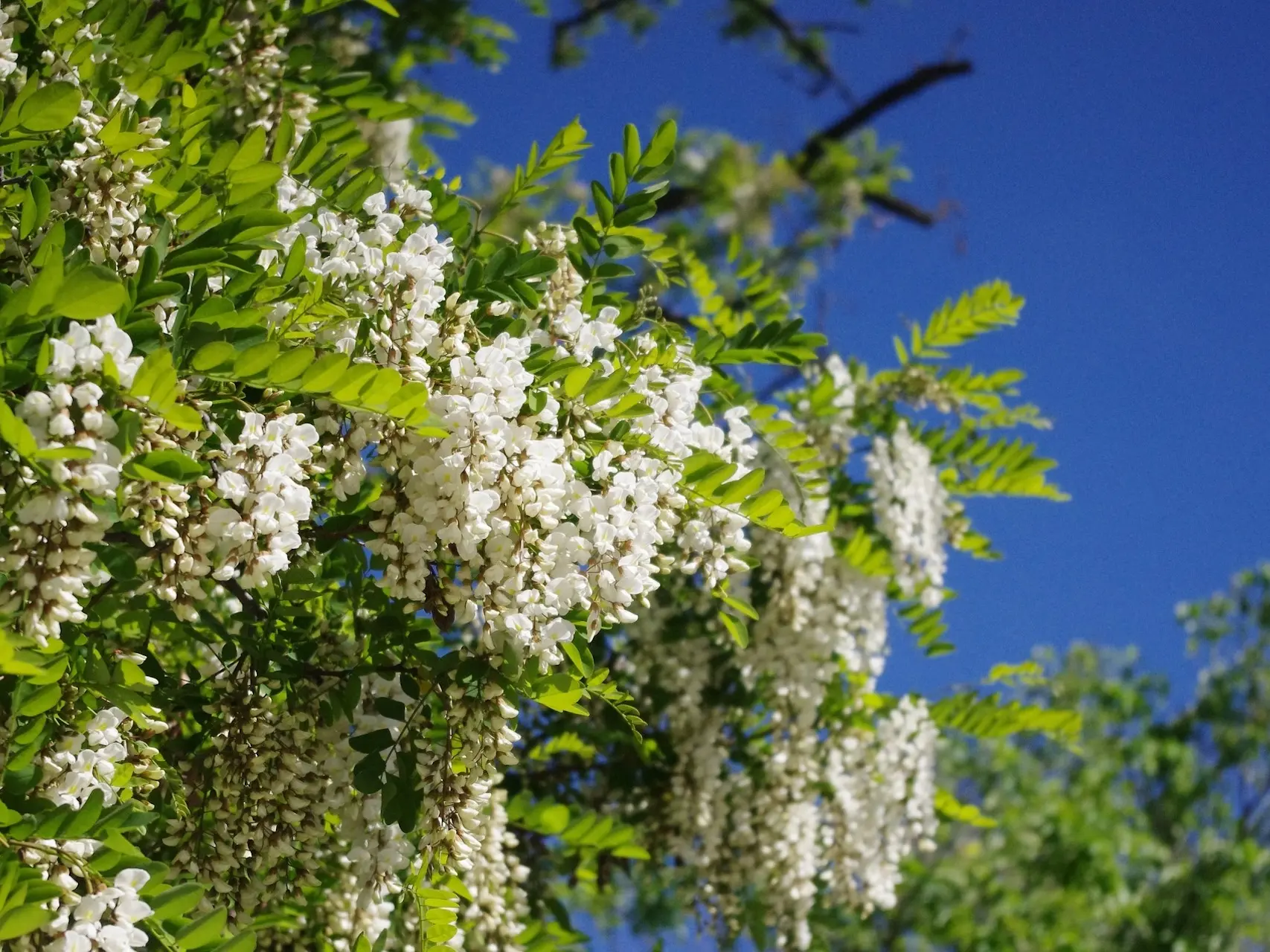 Locust Tree