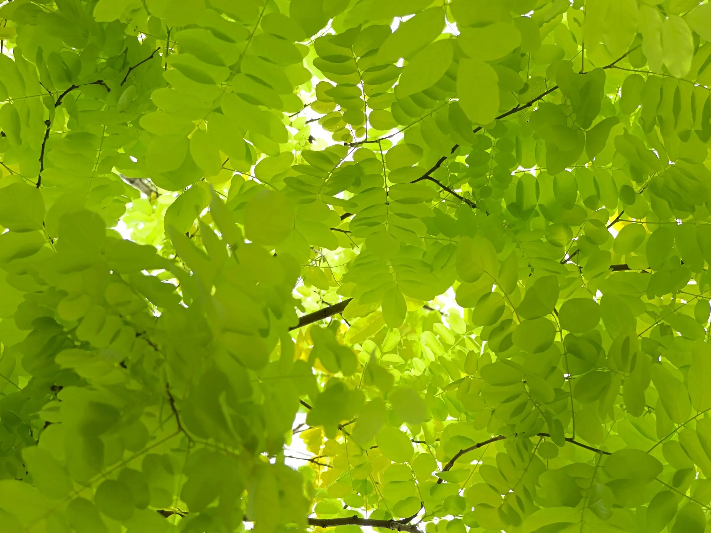 Black Locust Tree