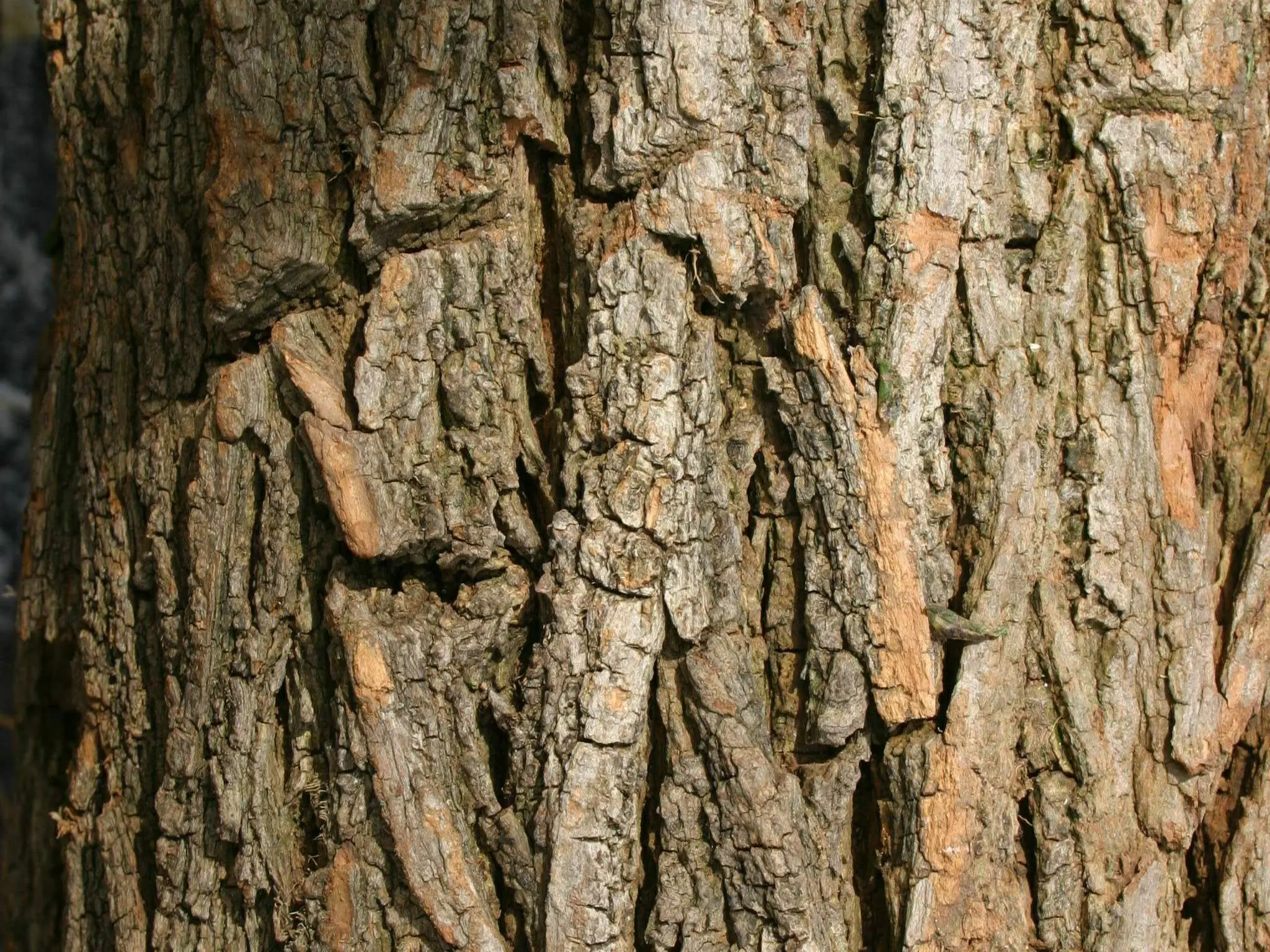 Black Locust Tree