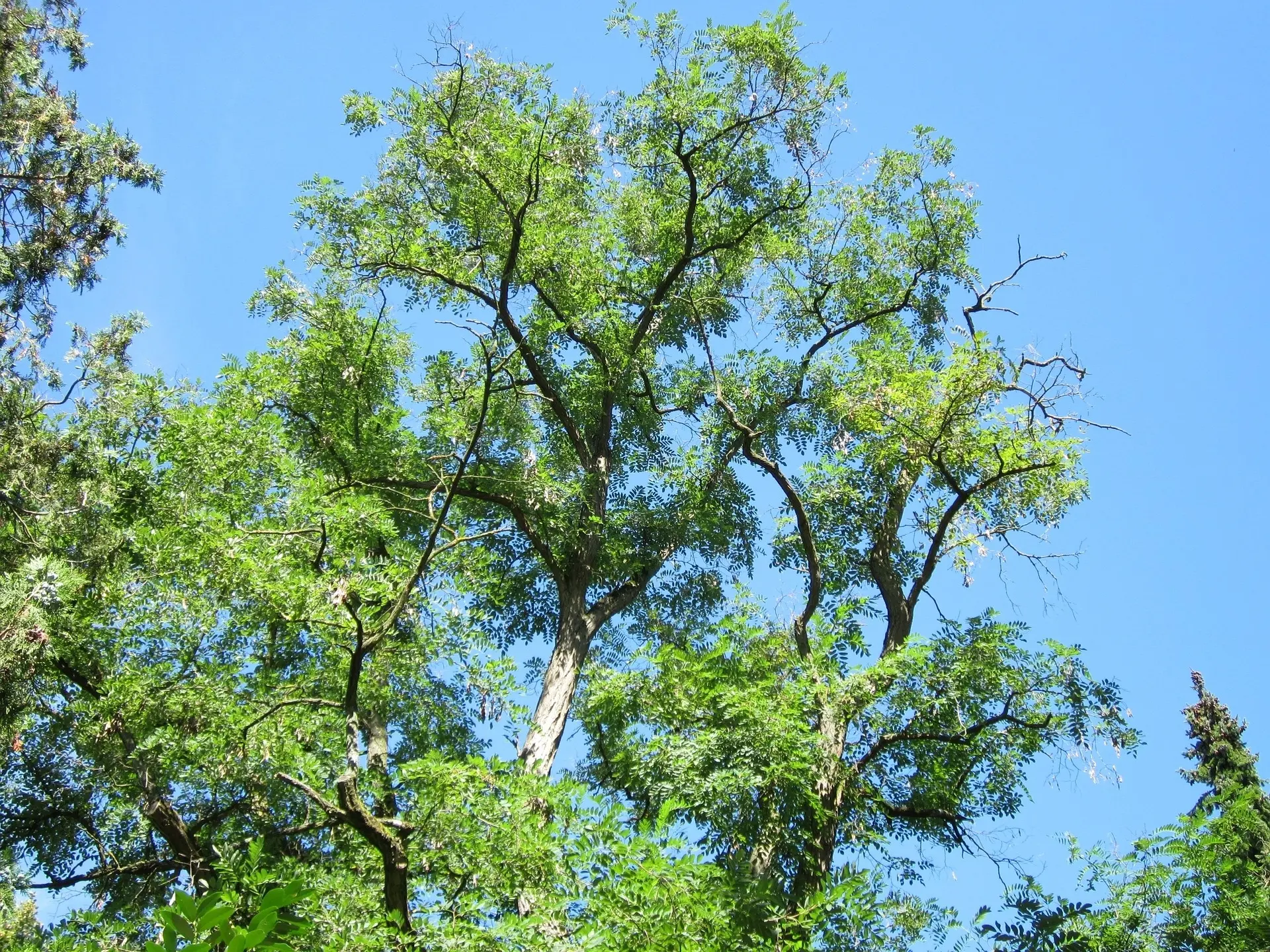 Black Locust Tree