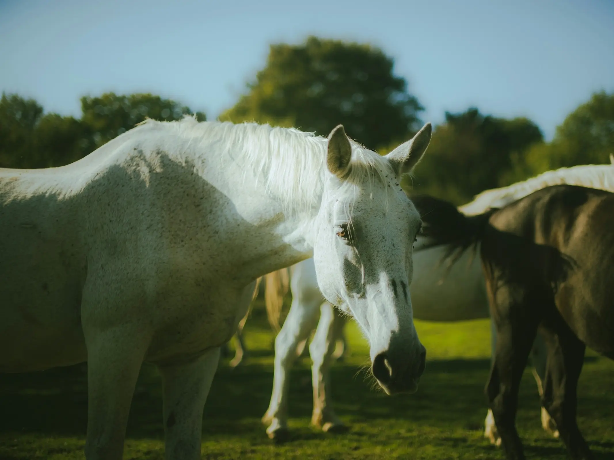 Romanian Saddle Horse