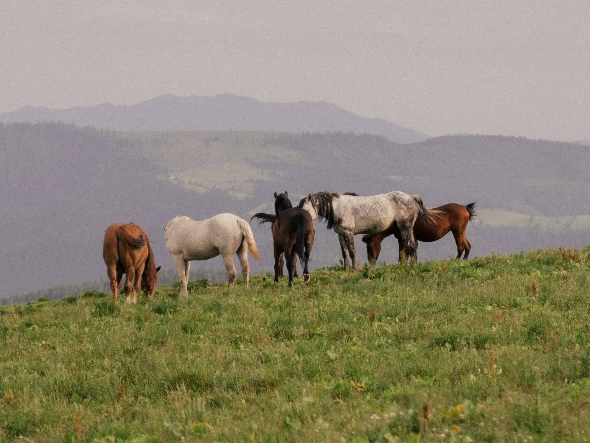 Romanian Saddle Horse