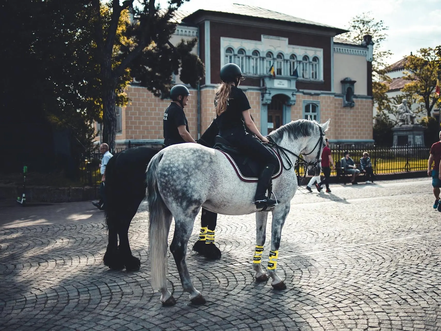 Romanian Saddle Horse