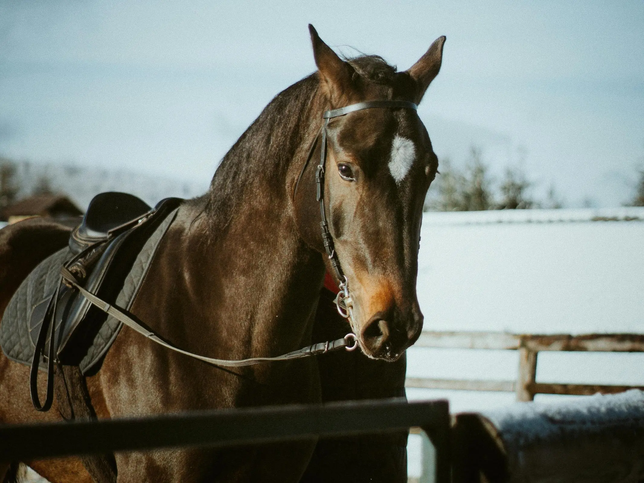 Romanian Saddle Horse