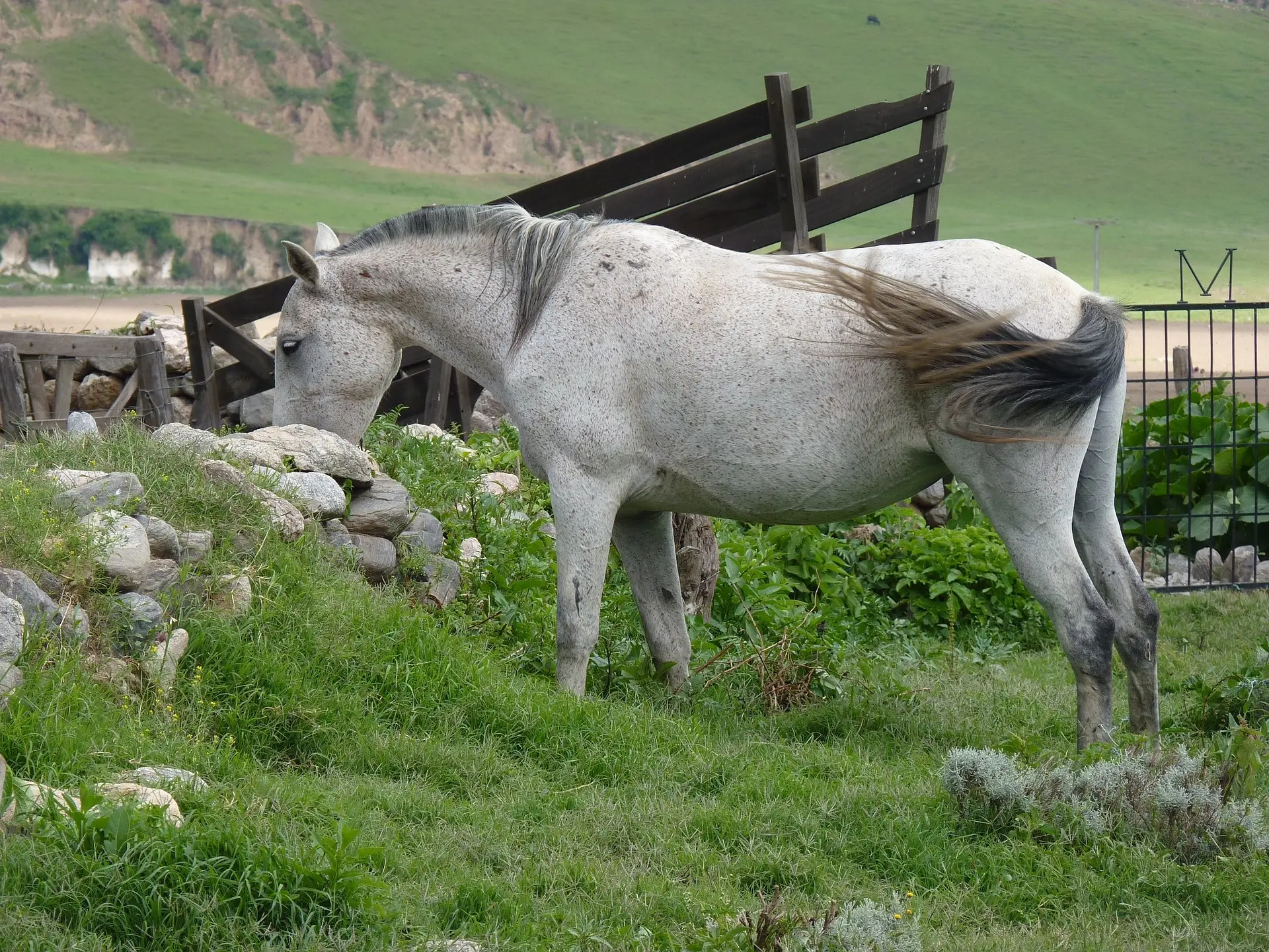 Chestnut grey horse