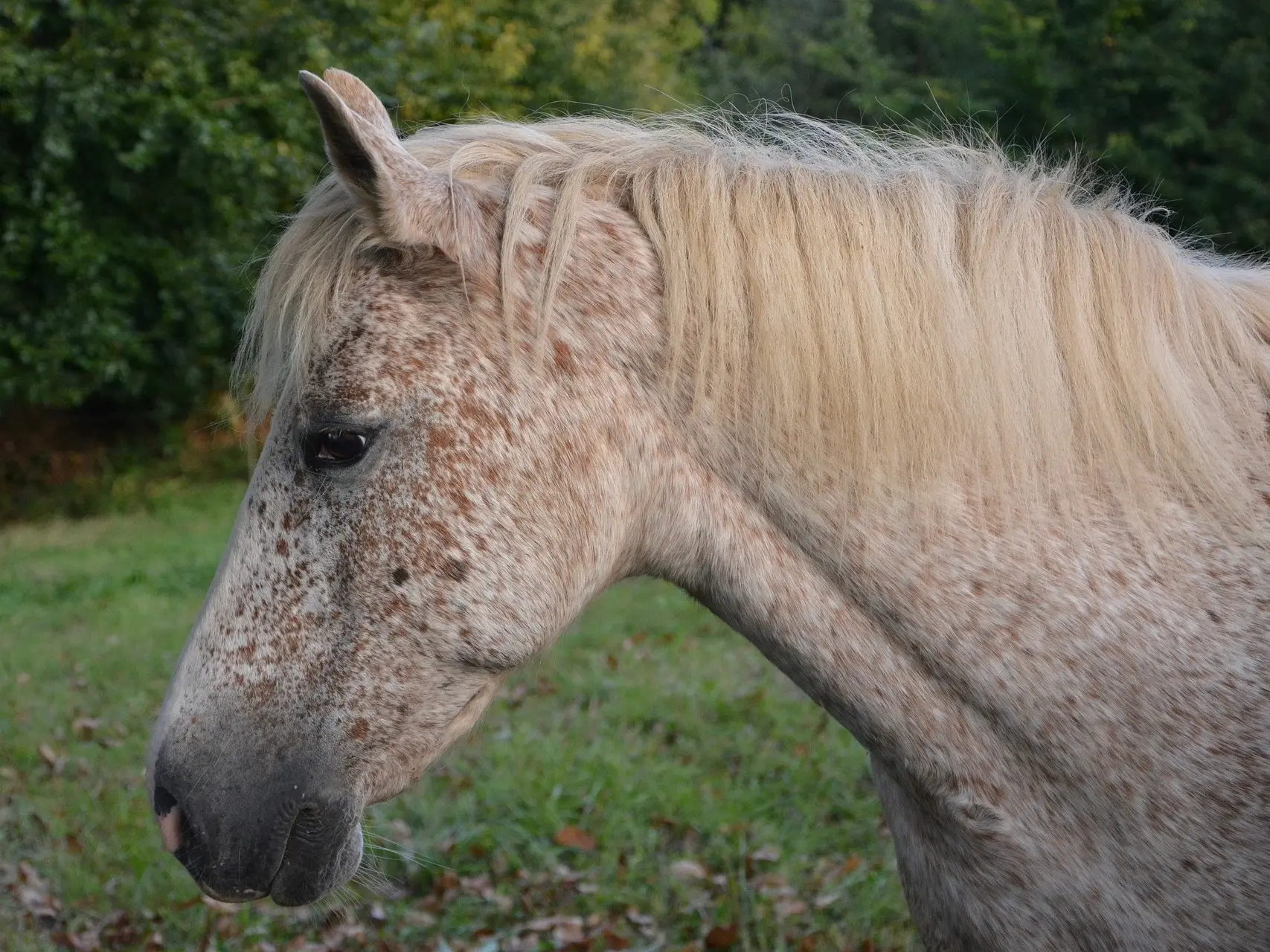 Chestnut grey horse