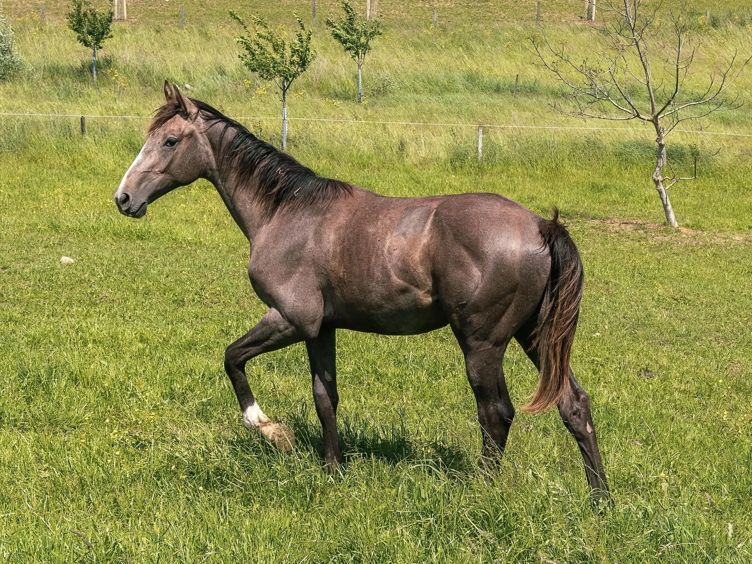 Bay grey horse