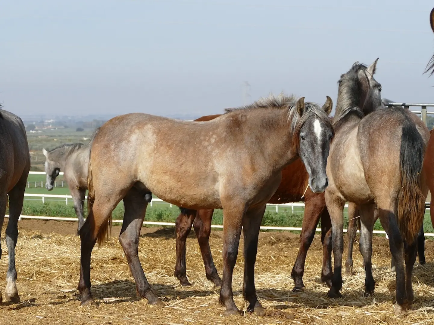 Bay grey horse