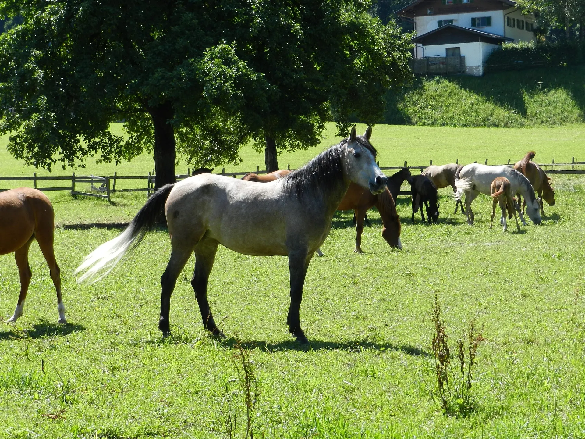 Bay grey horse