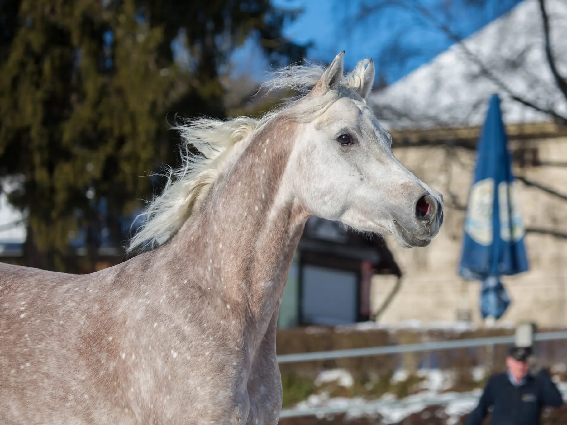 Chestnut grey horse