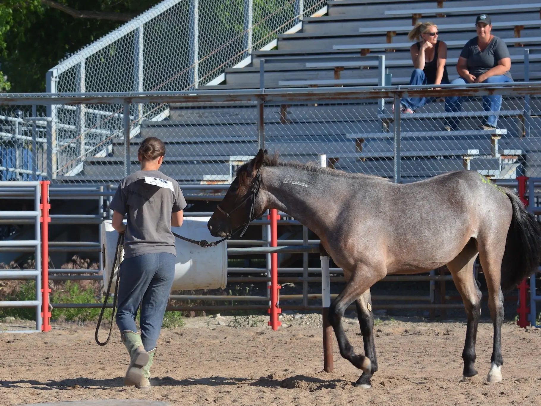 Rose grey horse