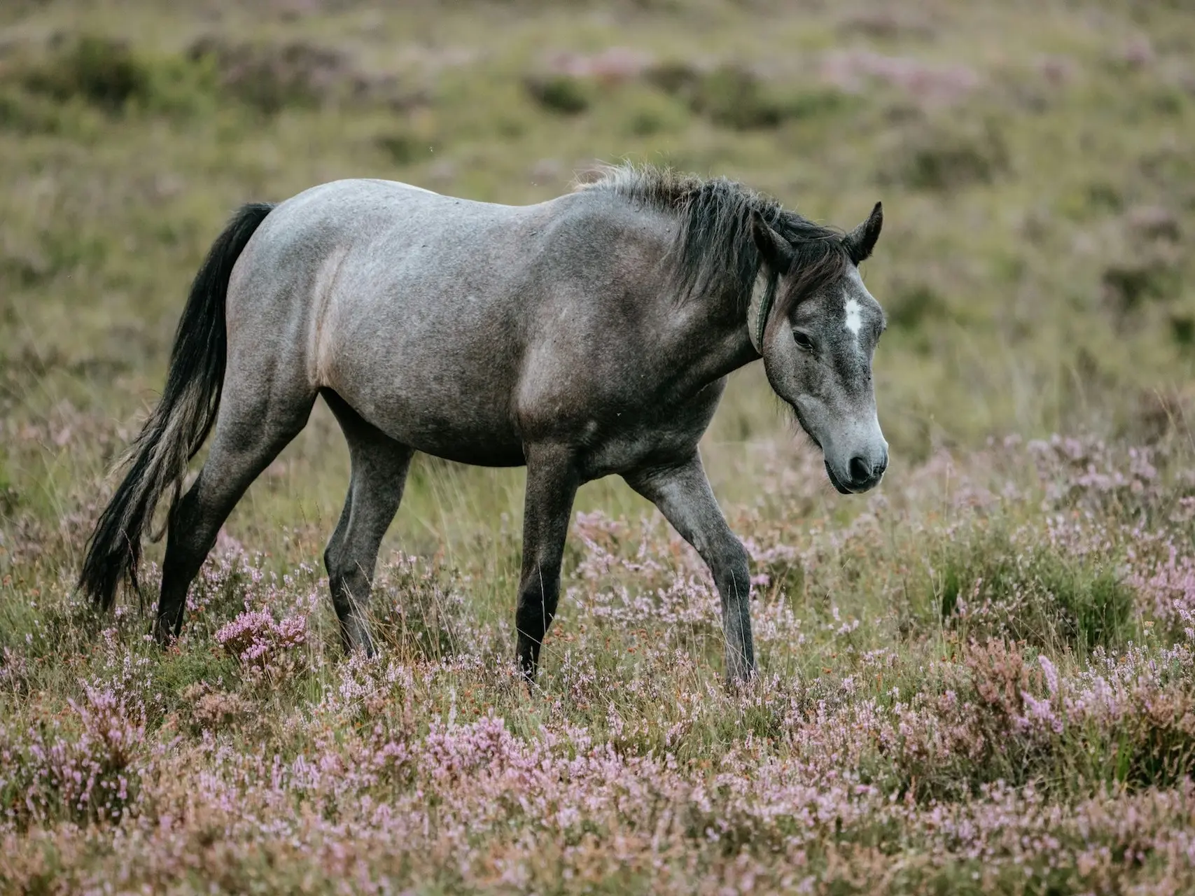 Bay grey horse